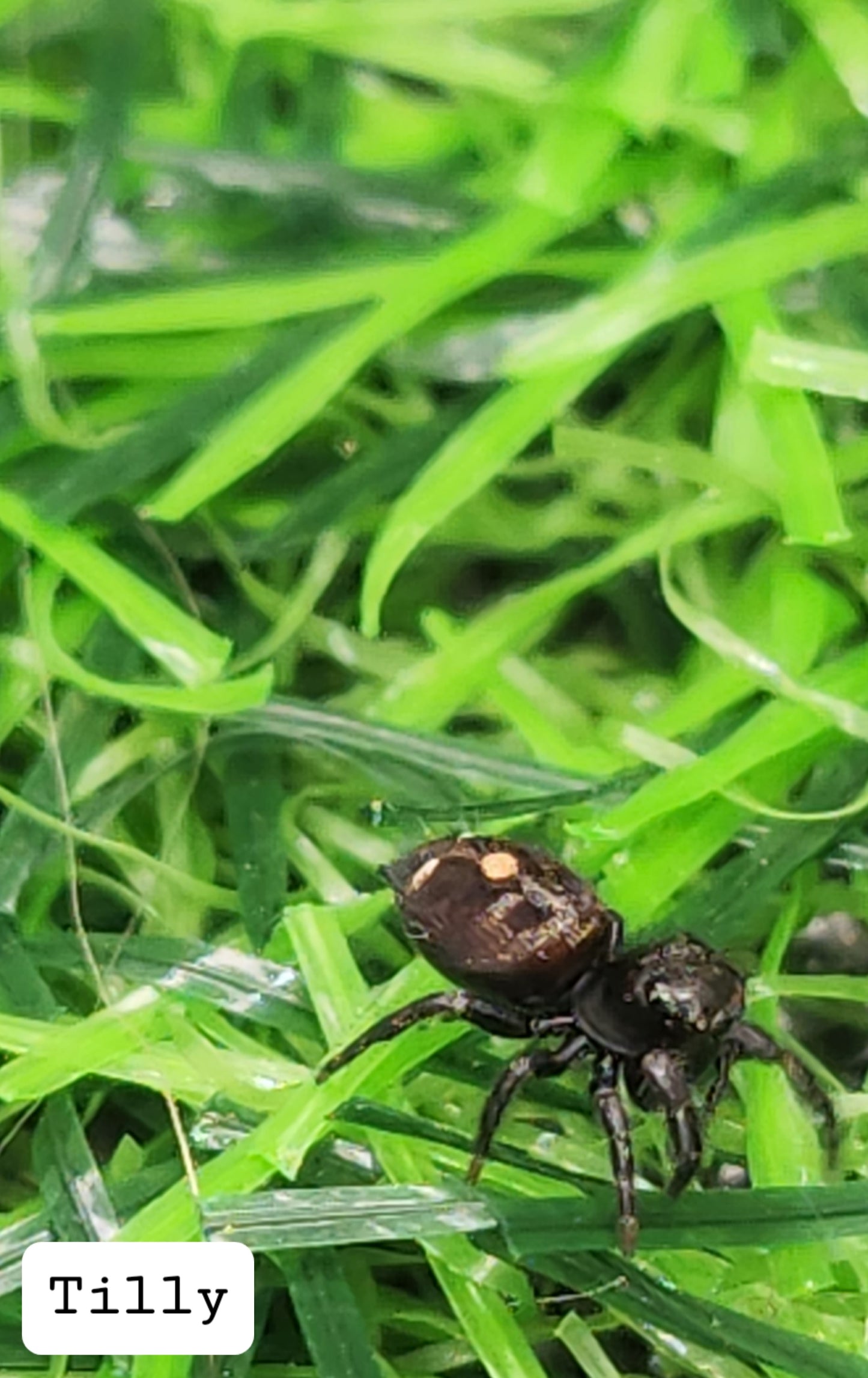 Tilly Phidippus Audax