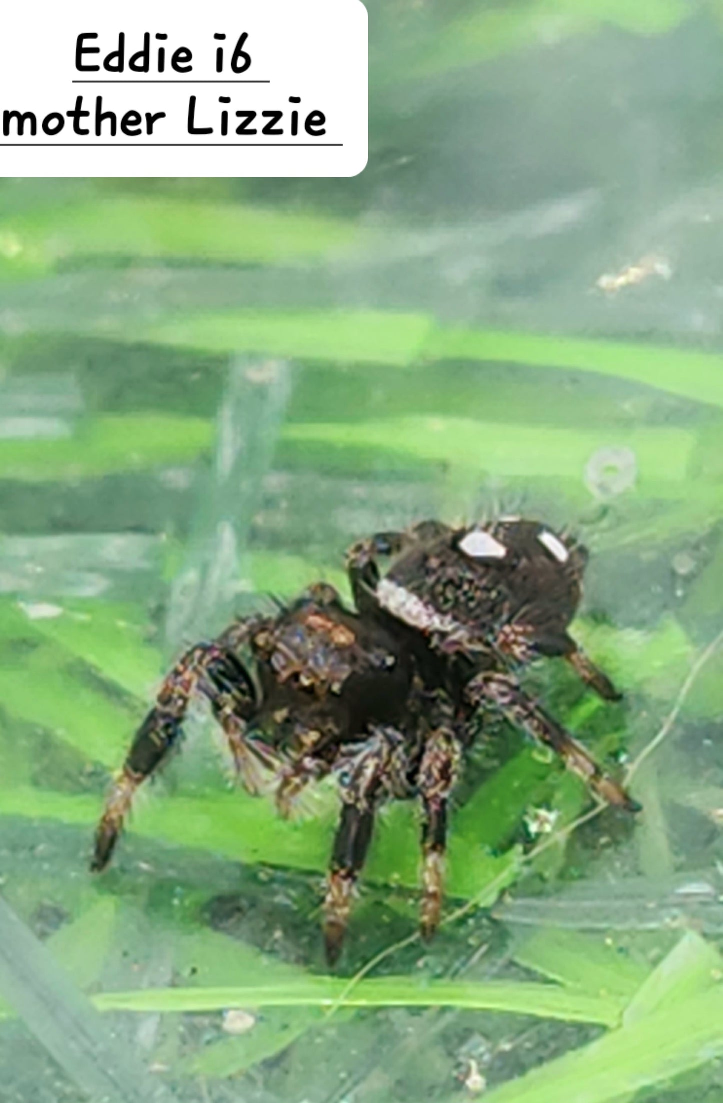 Eddie- Male Phidippus Regius
