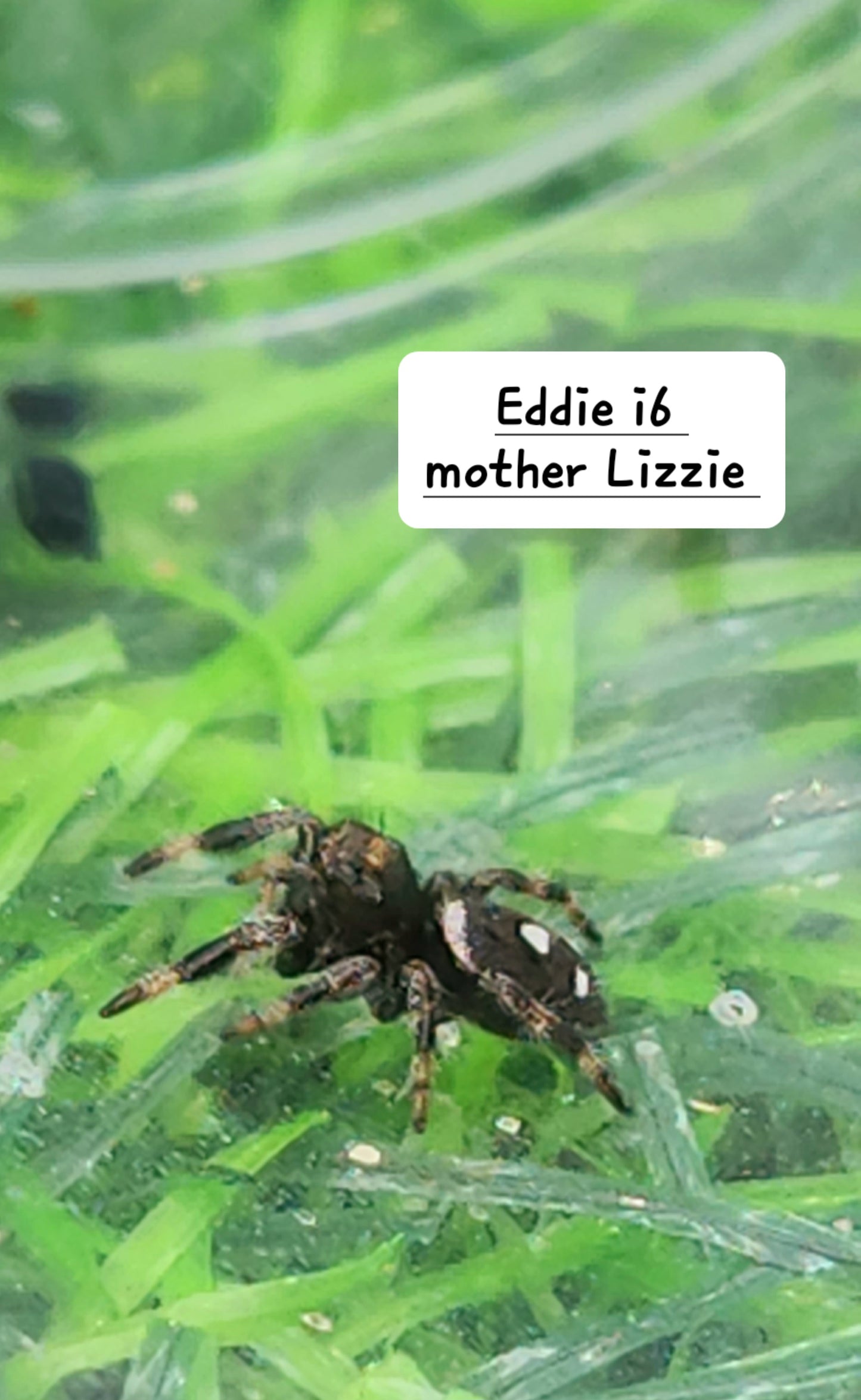 Eddie- Male Phidippus Regius
