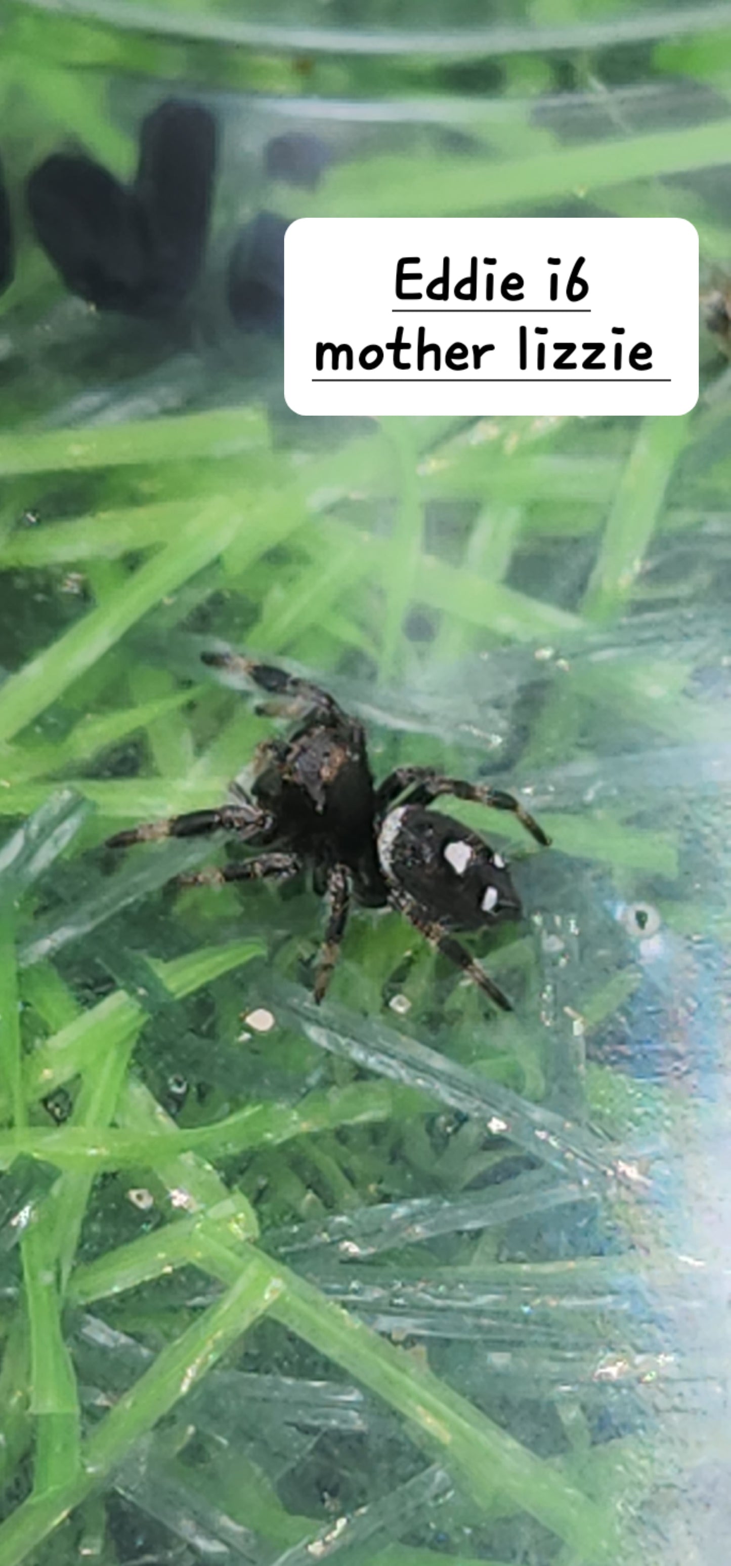 Eddie- Male Phidippus Regius