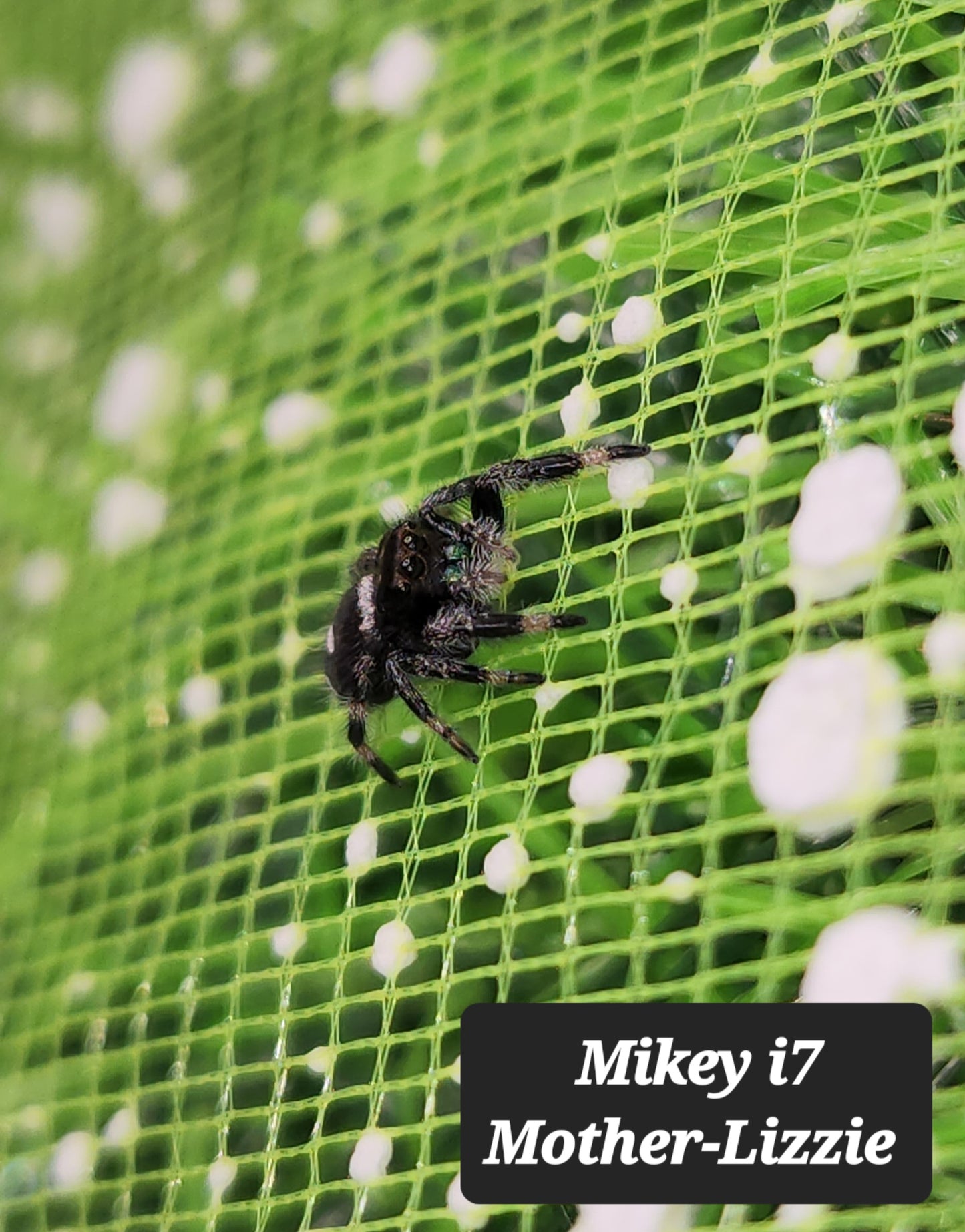 Mikey- Phidippus Reguis Male