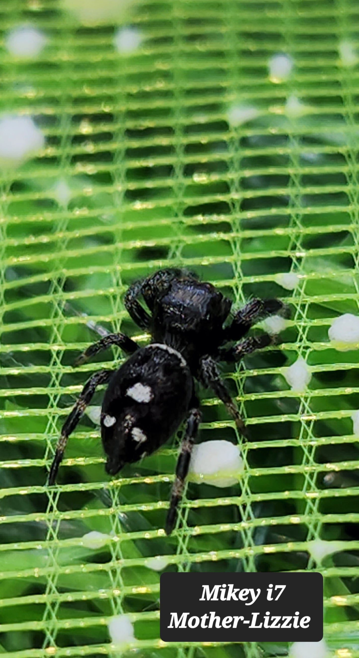Mikey- Phidippus Reguis Male