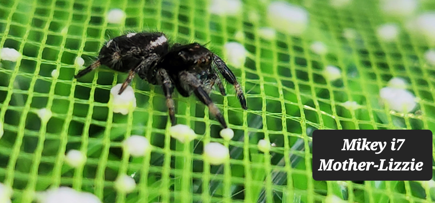 Mikey- Phidippus Reguis Male