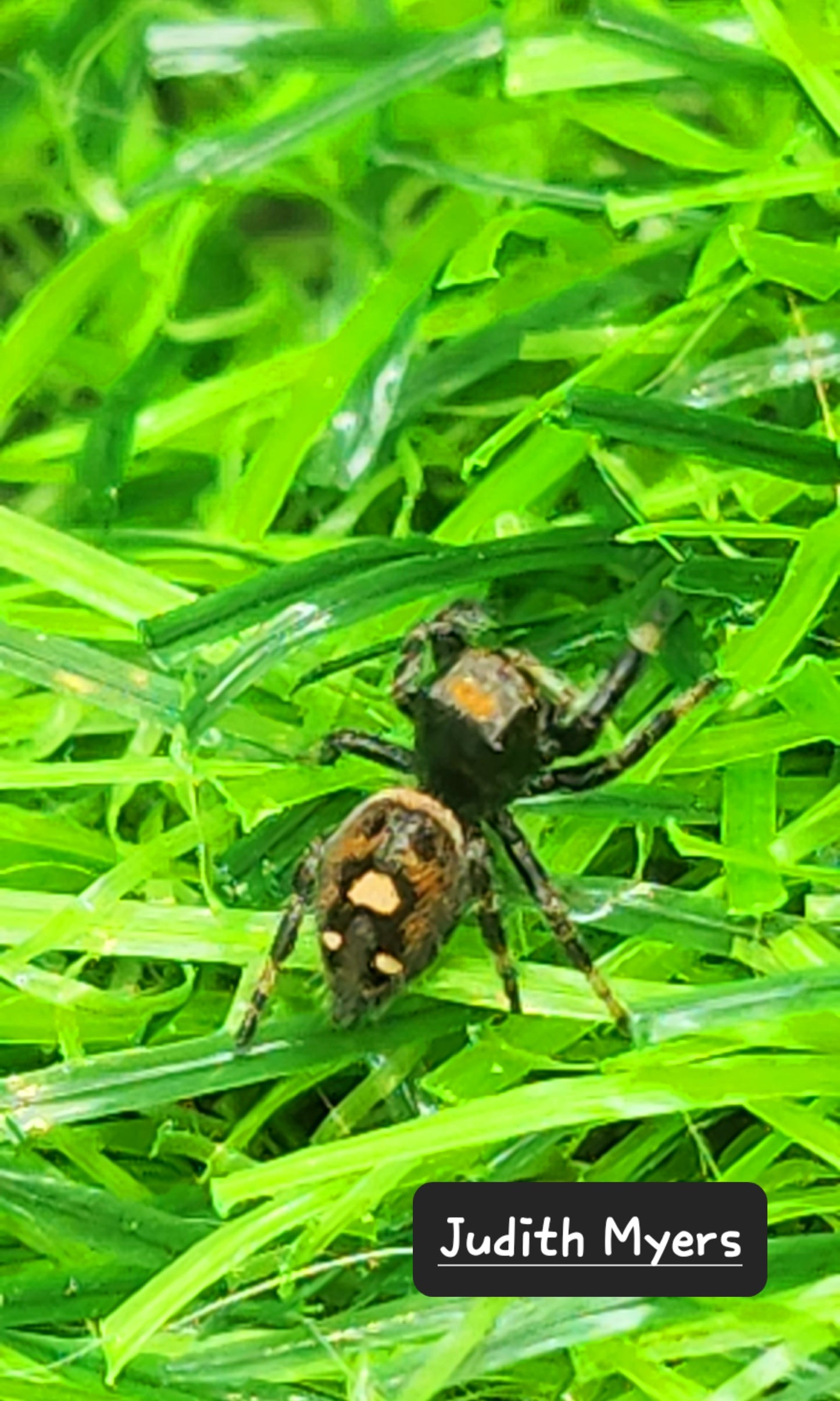 Judith Myer- Phidippus Reguis Female