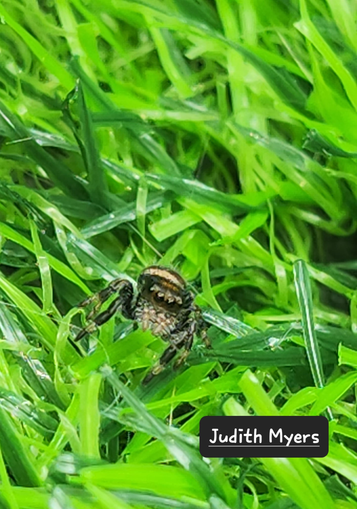 Judith Myer- Phidippus Reguis Female