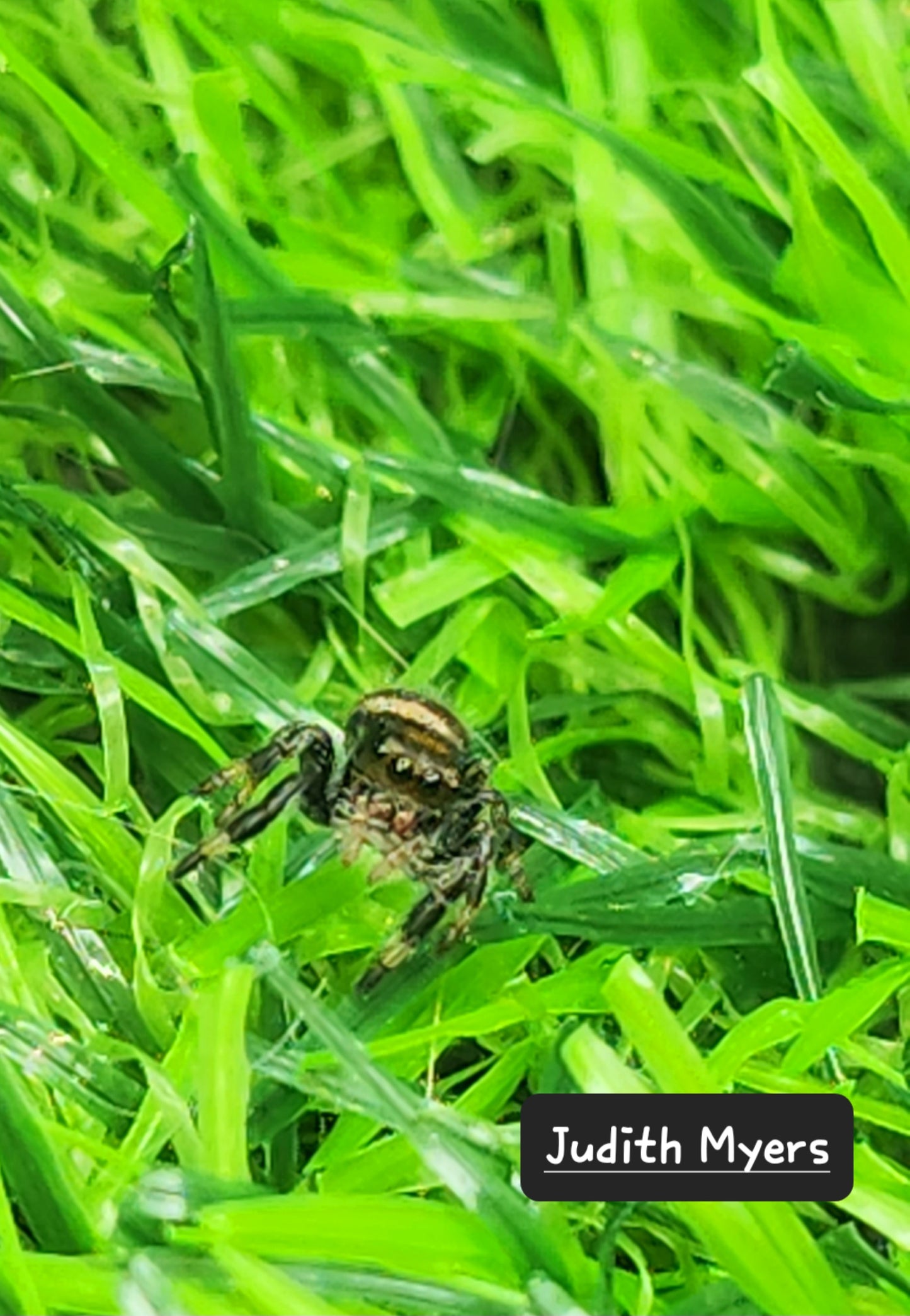 Judith Myer- Phidippus Reguis Female
