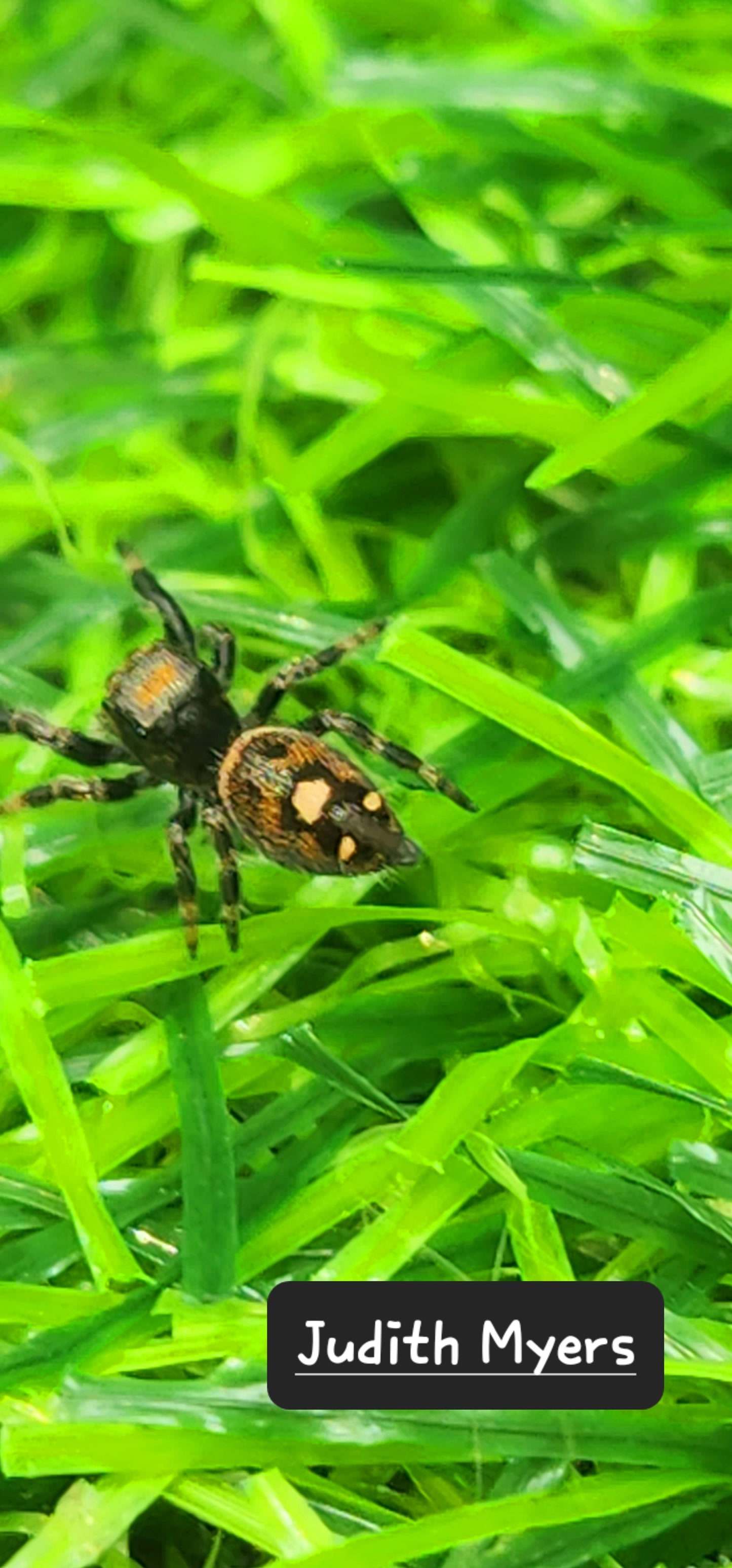 Judith Myer- Phidippus Reguis Female