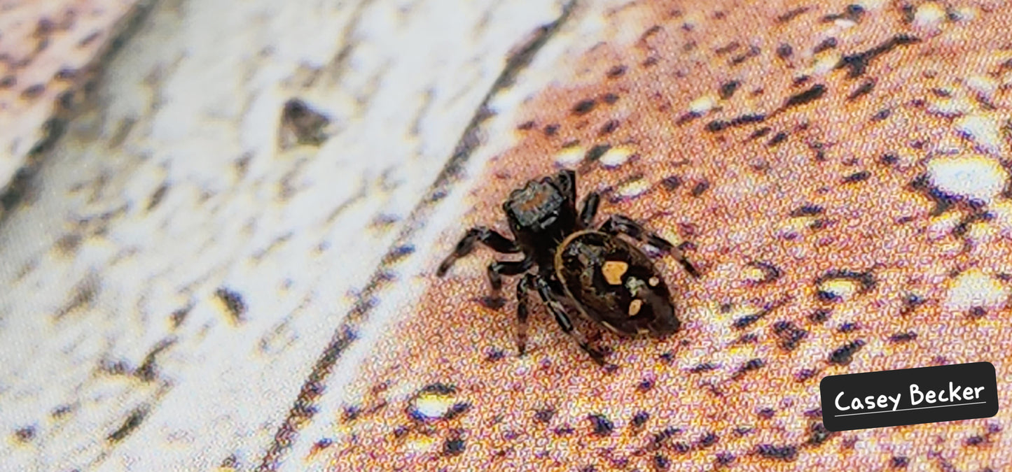 Casey Becker- Phidippus Reguis Female