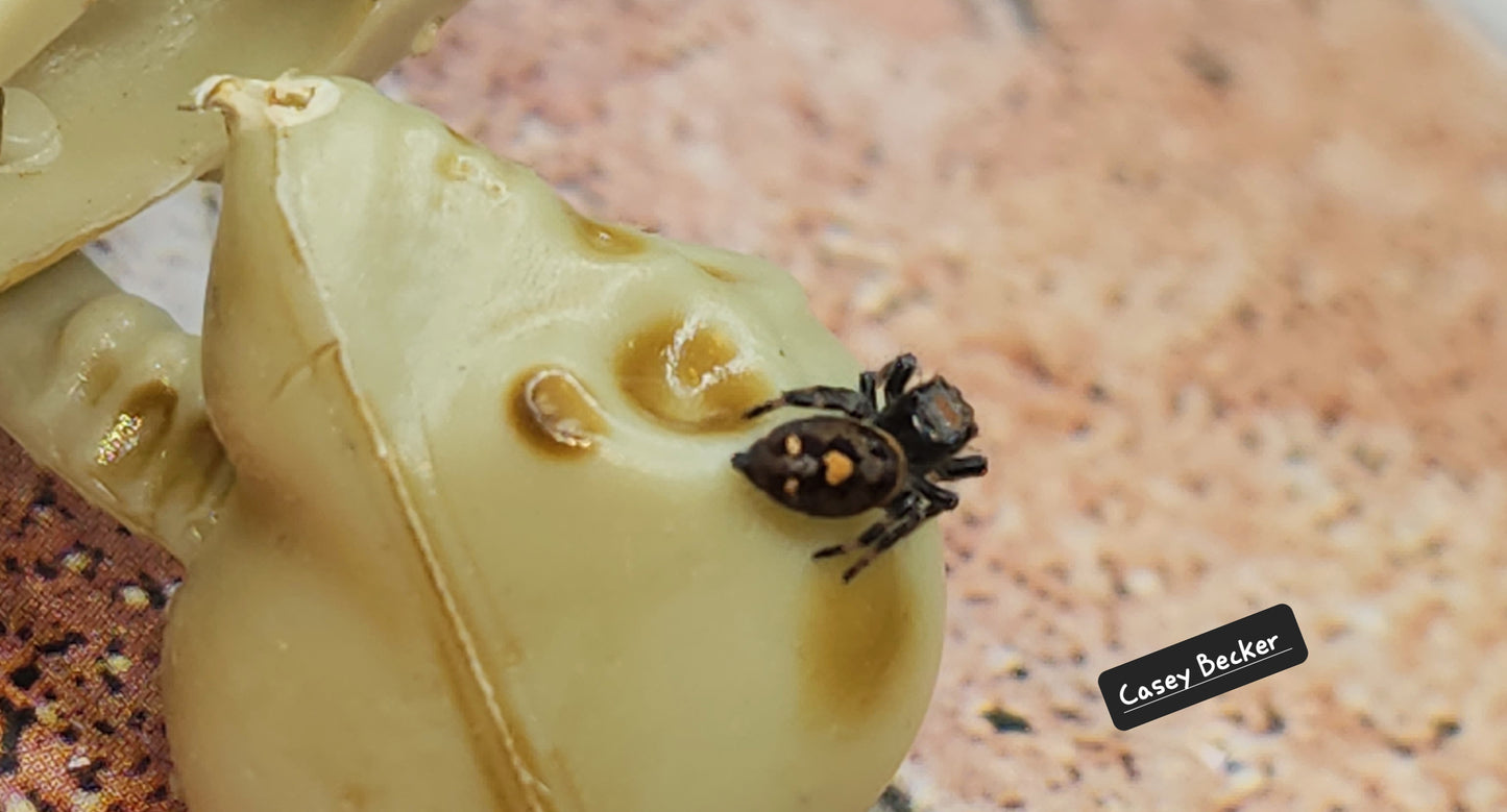 Casey Becker- Phidippus Reguis Female