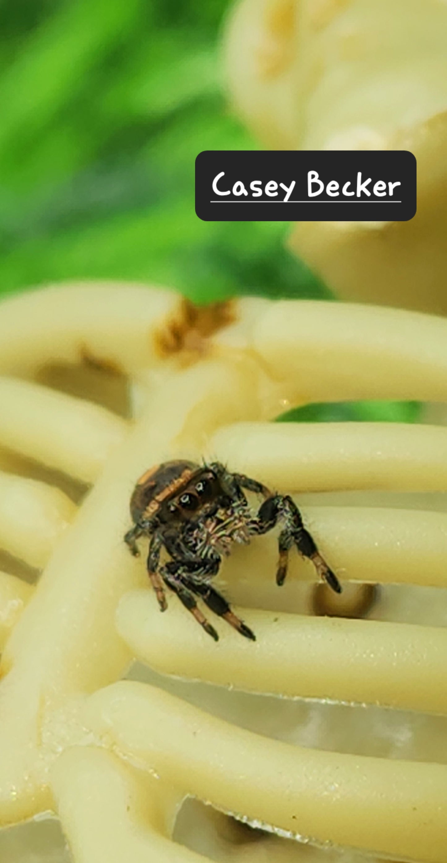 Casey Becker- Phidippus Reguis Female