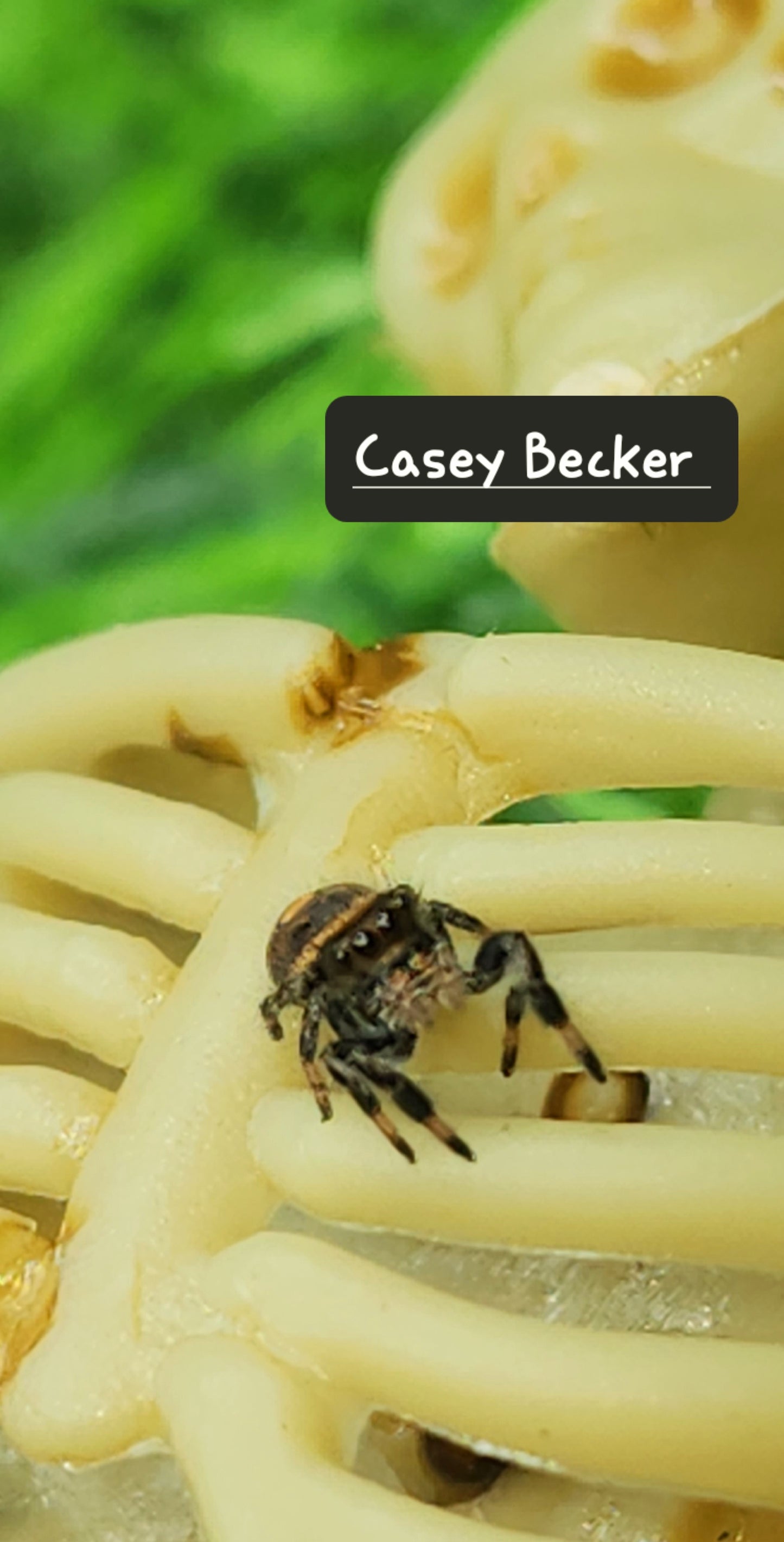 Casey Becker- Phidippus Reguis Female