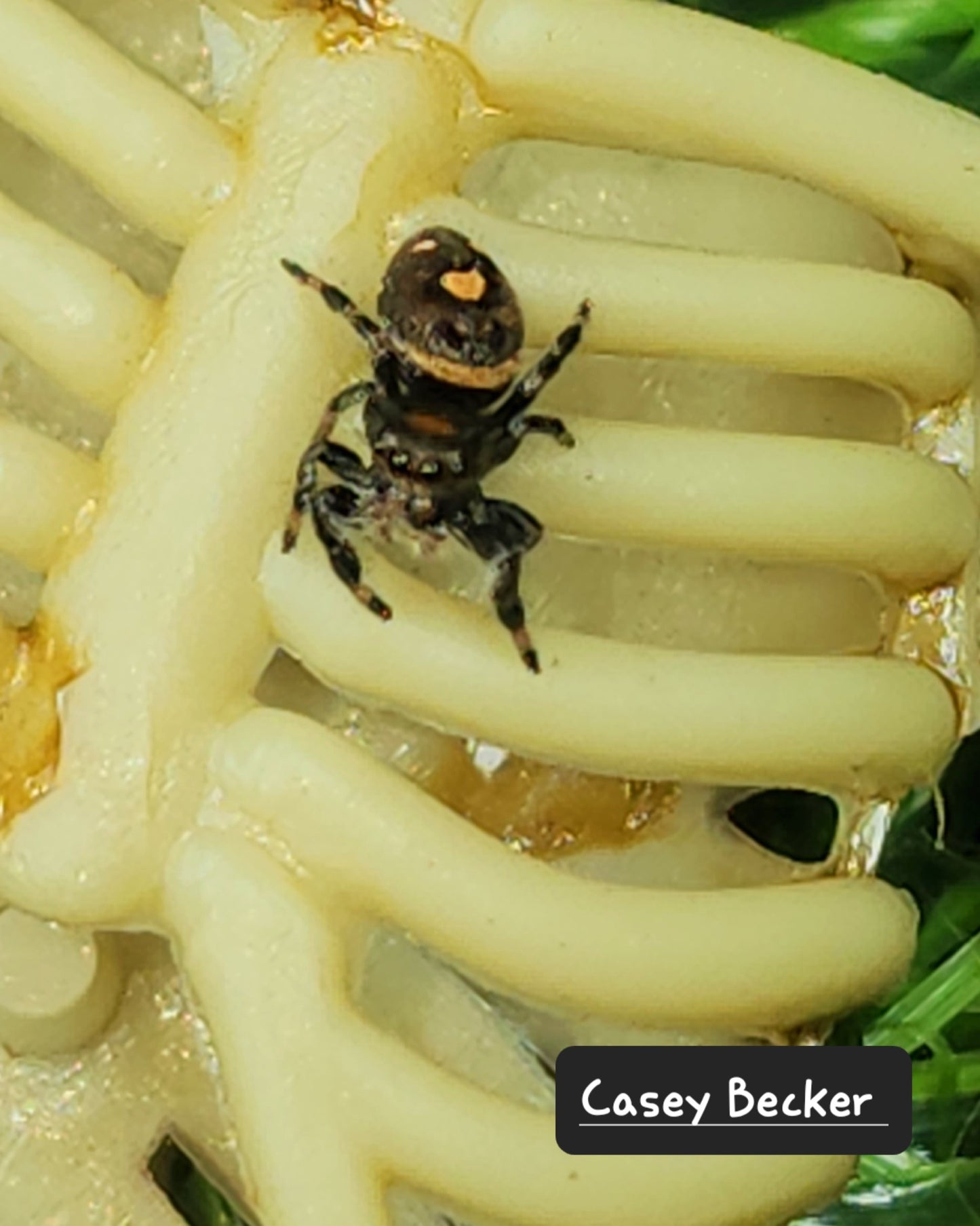 Casey Becker- Phidippus Reguis Female