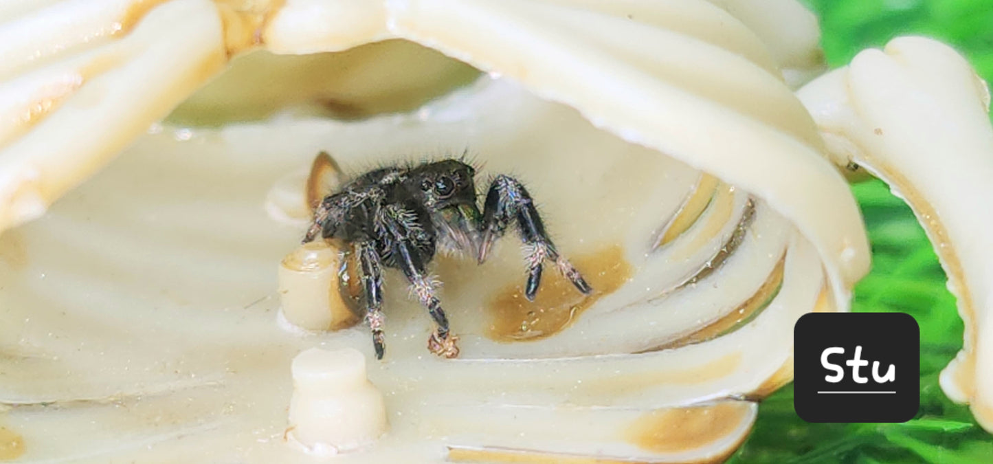 STU- Phidippus Reguis Male