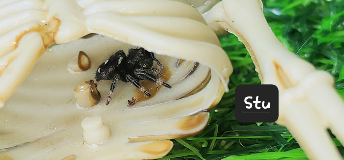 STU- Phidippus Reguis Male