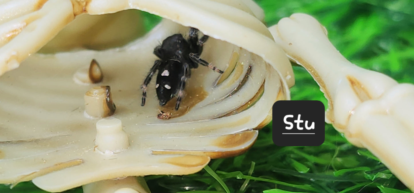 STU- Phidippus Reguis Male