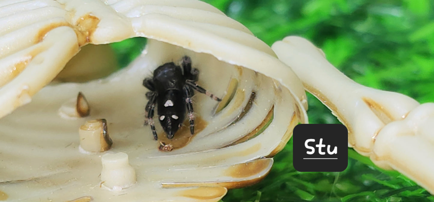 STU- Phidippus Reguis Male