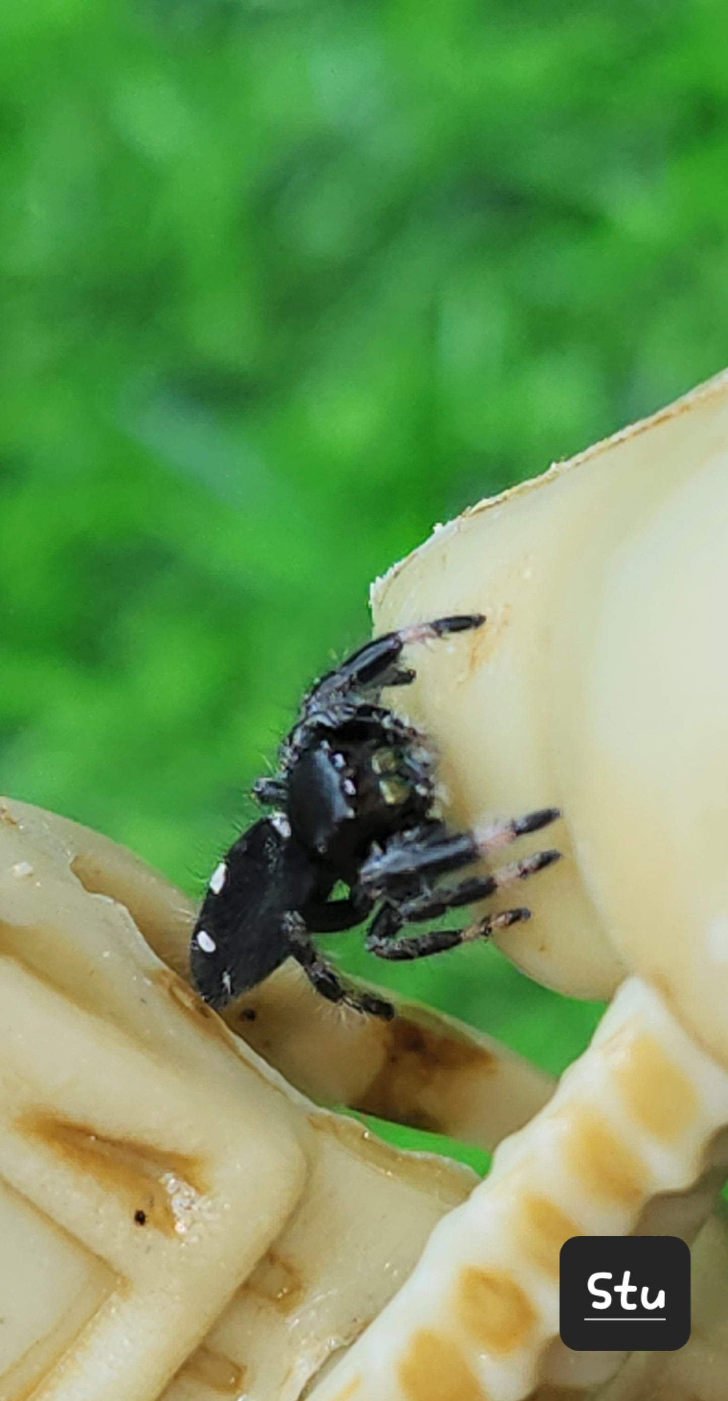 STU- Phidippus Reguis Male