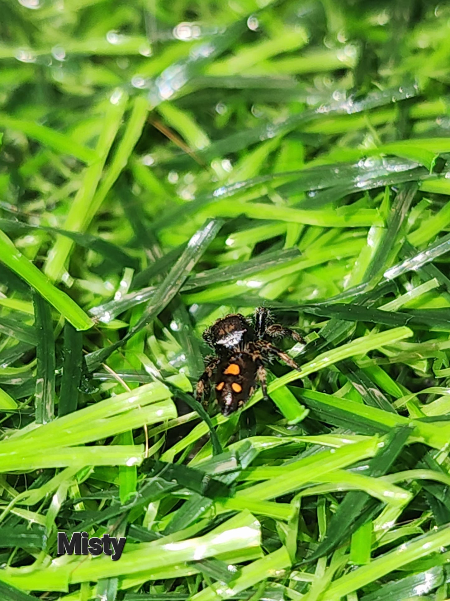 Misty-  Phidippus Reguis Female