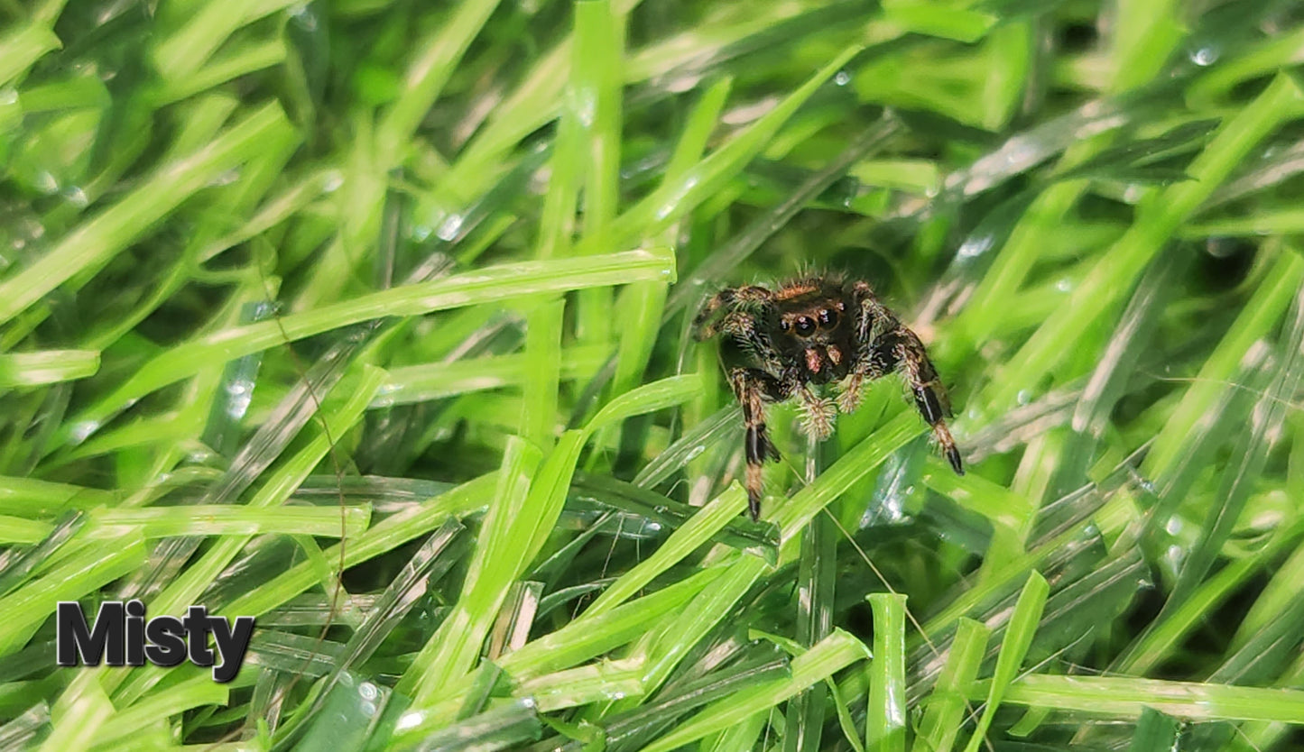 Misty-  Phidippus Reguis Female