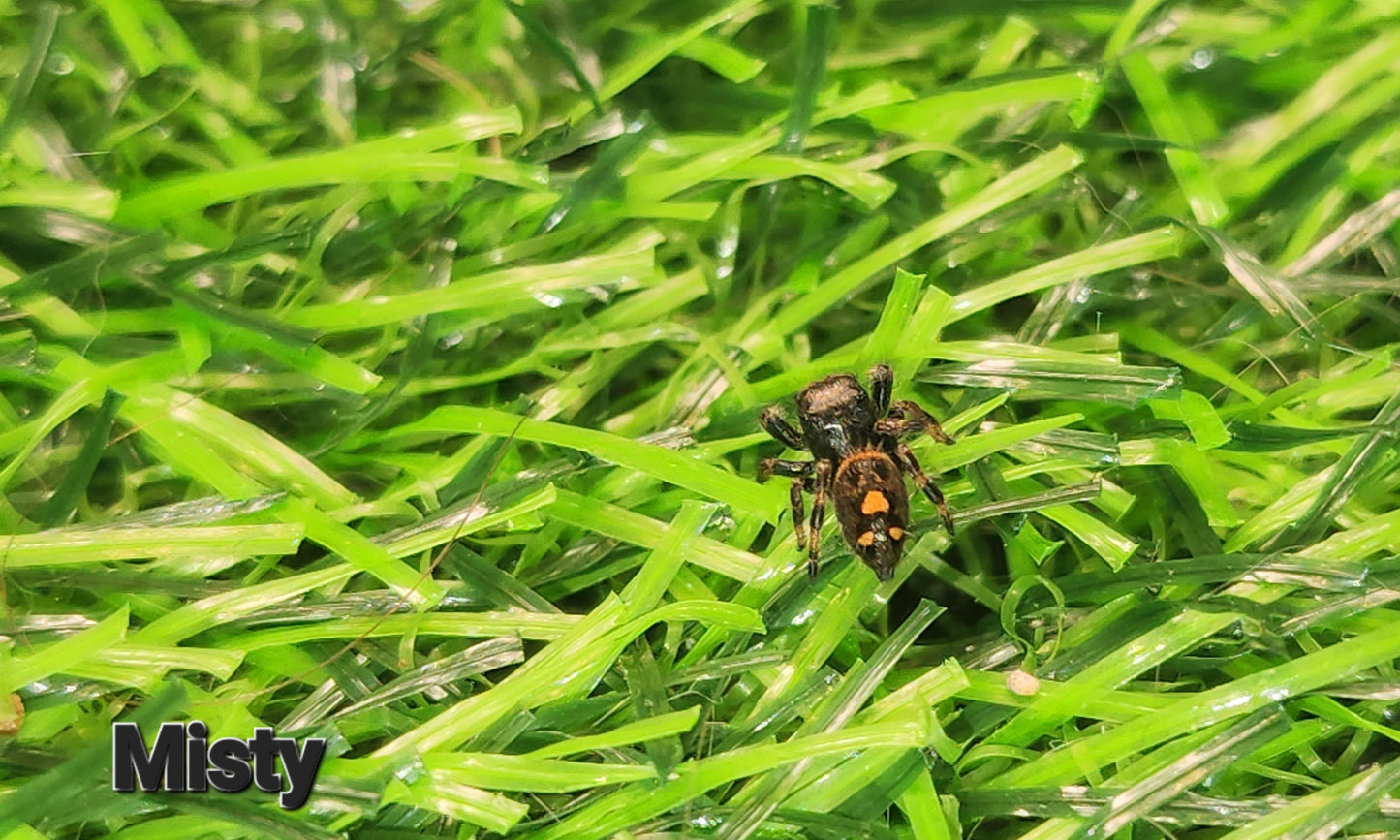 Misty-  Phidippus Reguis Female