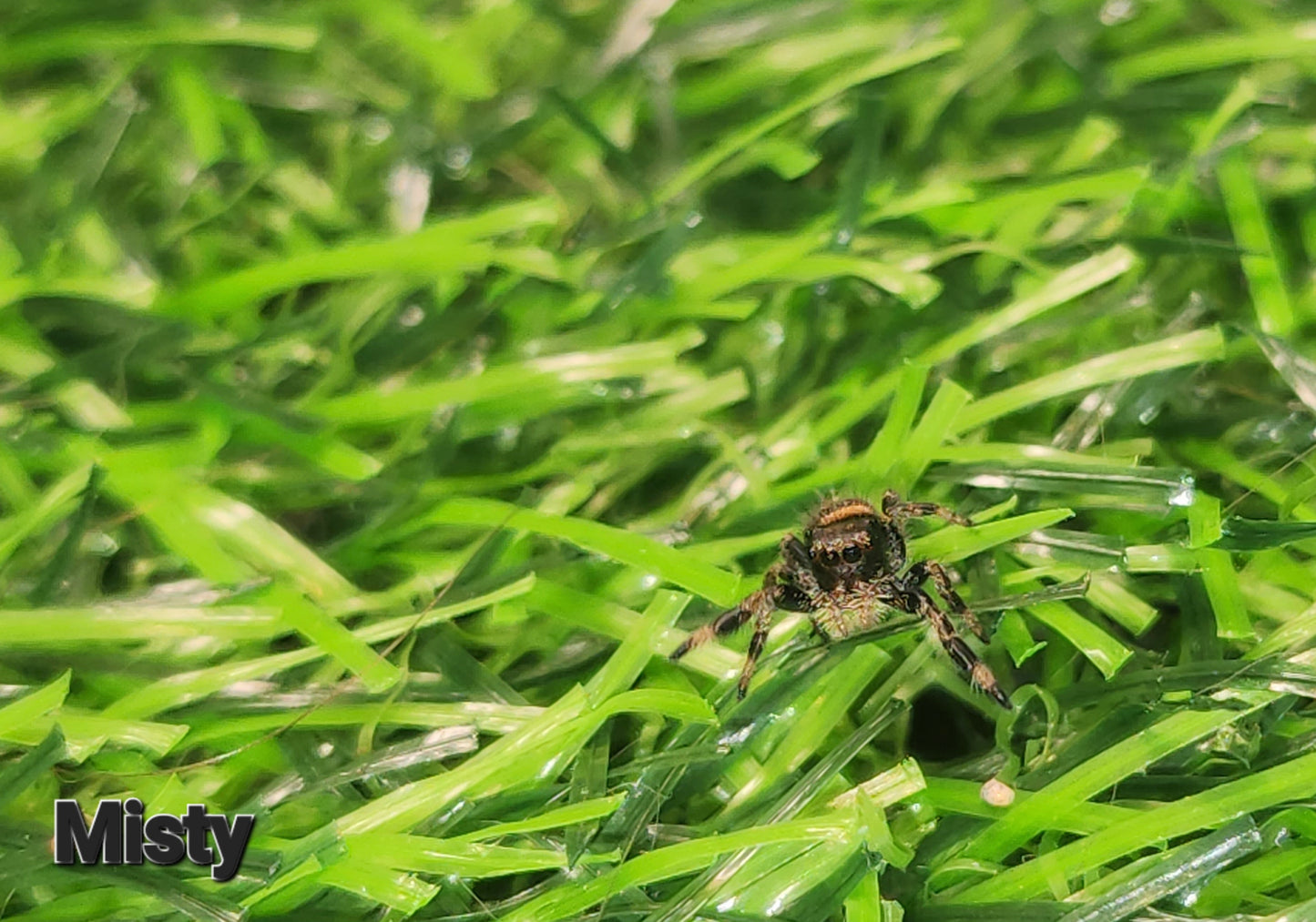 Misty-  Phidippus Reguis Female