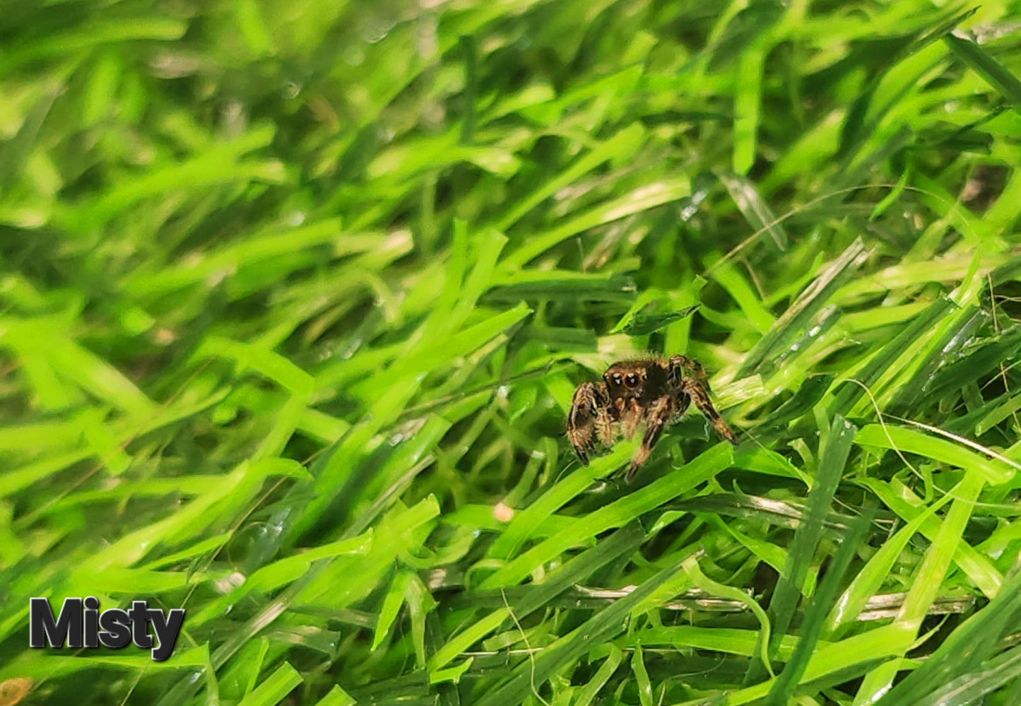 Misty-  Phidippus Reguis Female