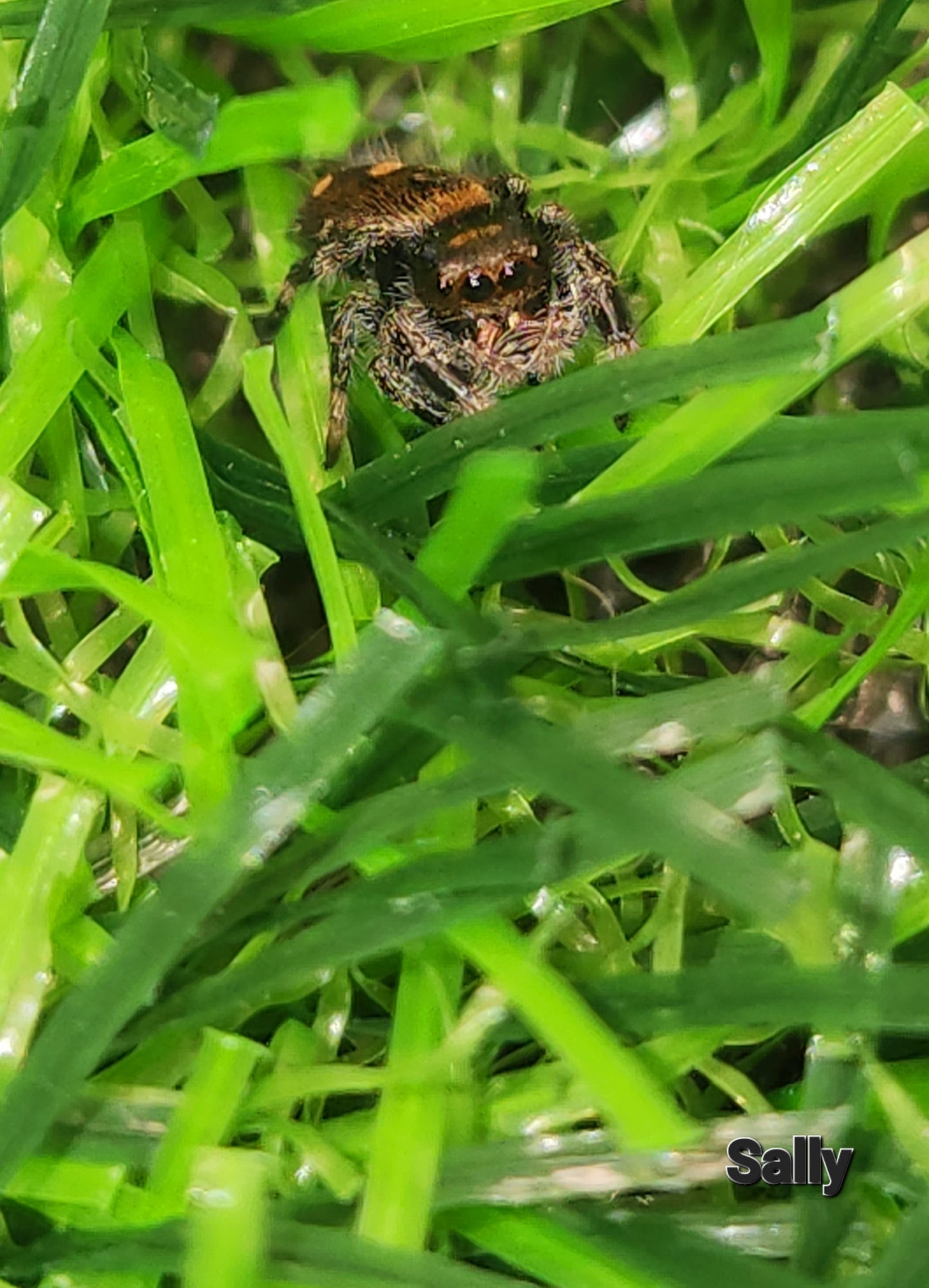 Laurie Trode- Phidippus Reguis Female