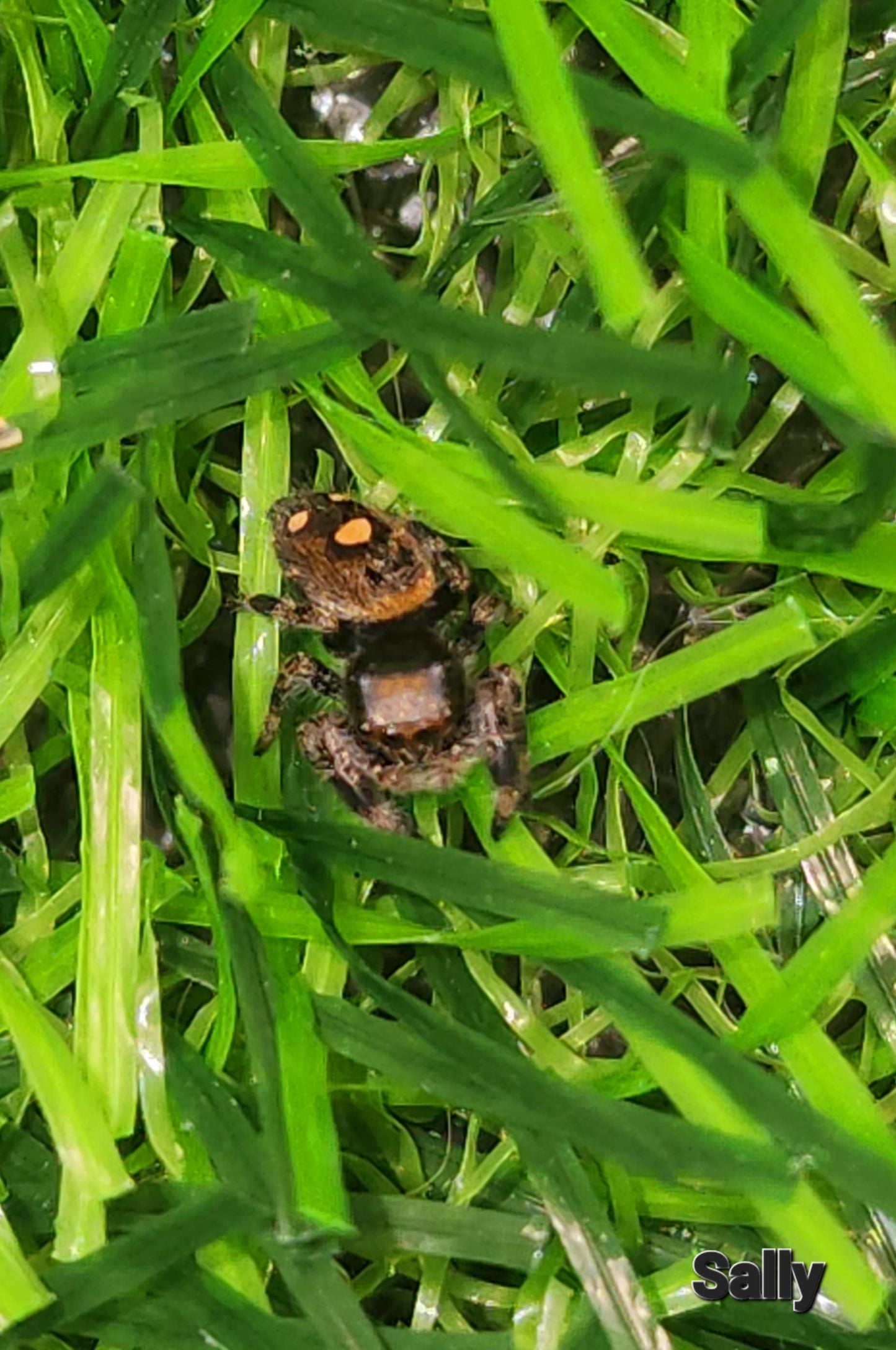 Laurie Trode- Phidippus Reguis Female