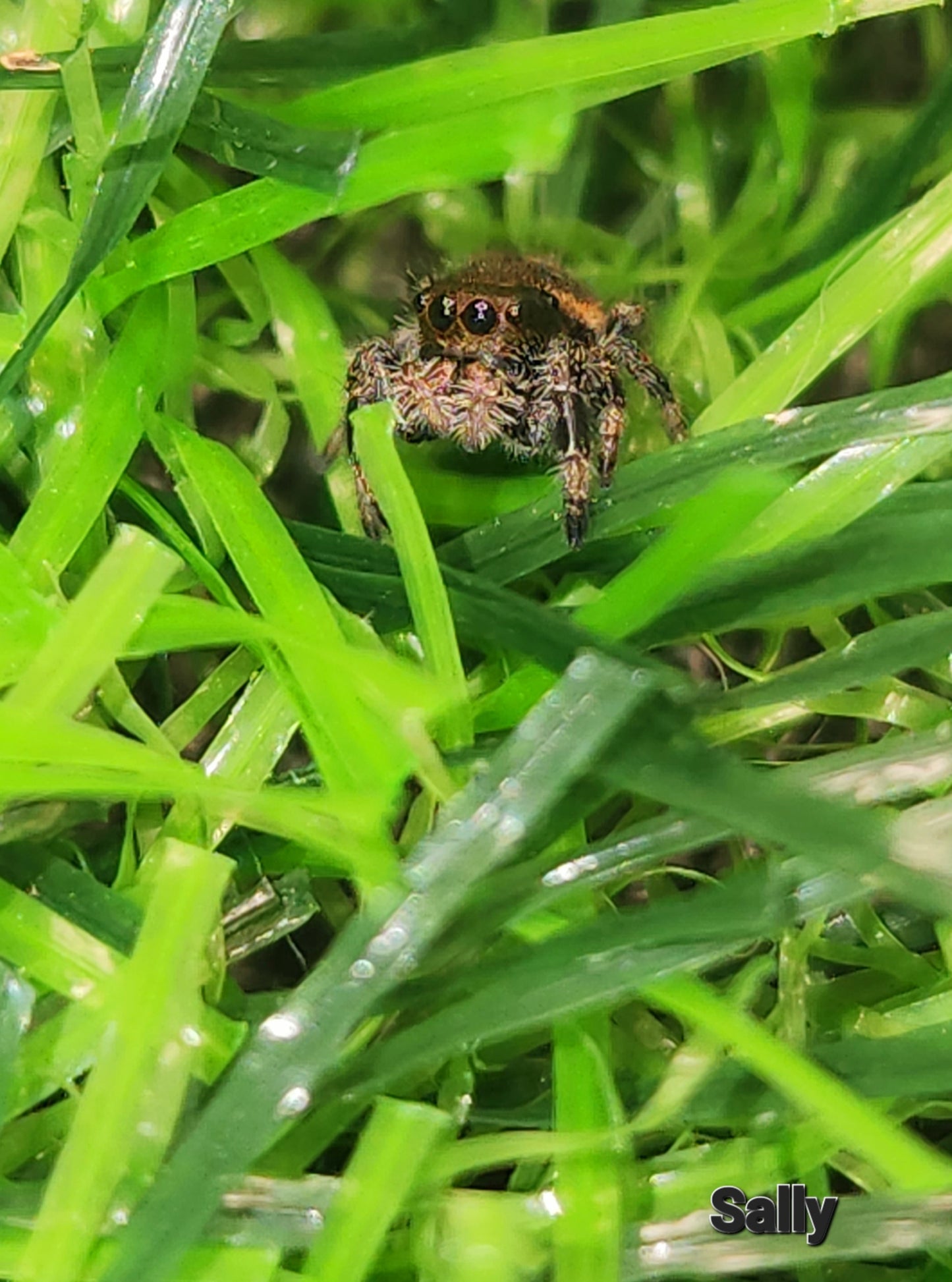 Laurie Trode- Phidippus Reguis Female