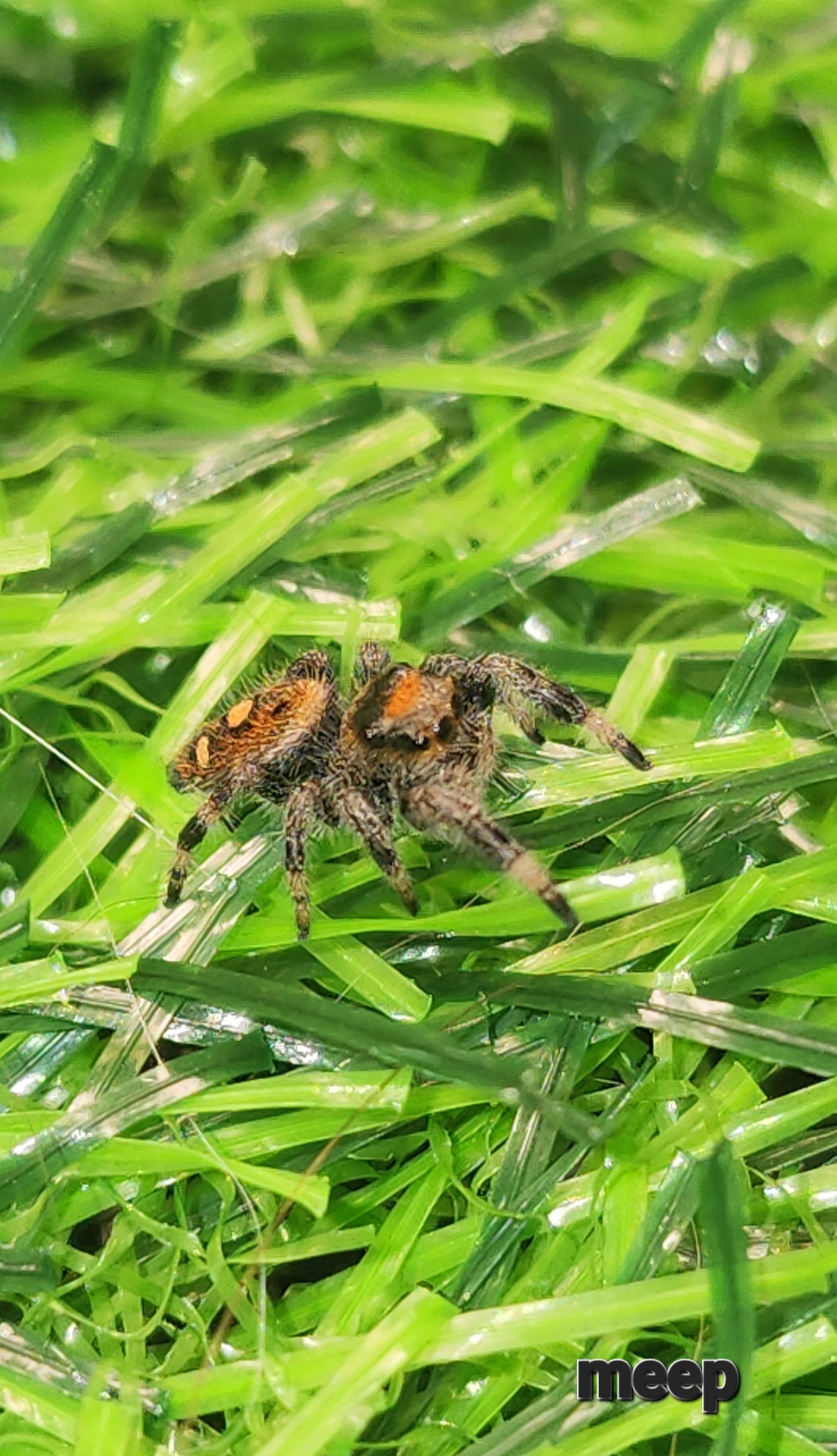 MEEP - Phidippus Regius Female