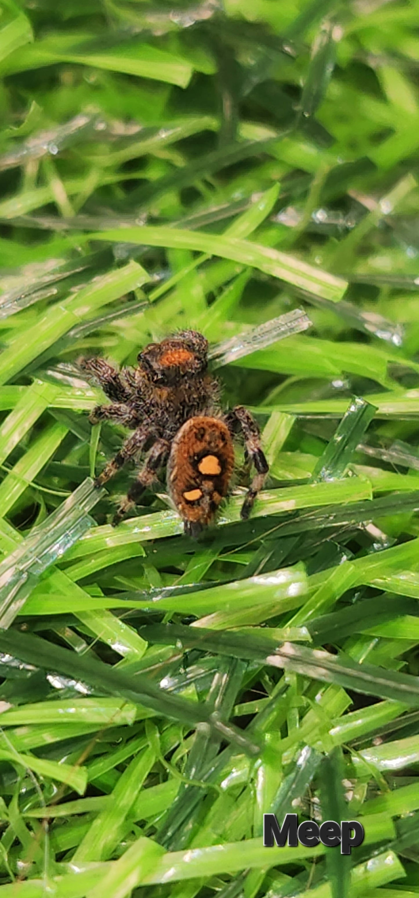 MEEP - Phidippus Regius Female
