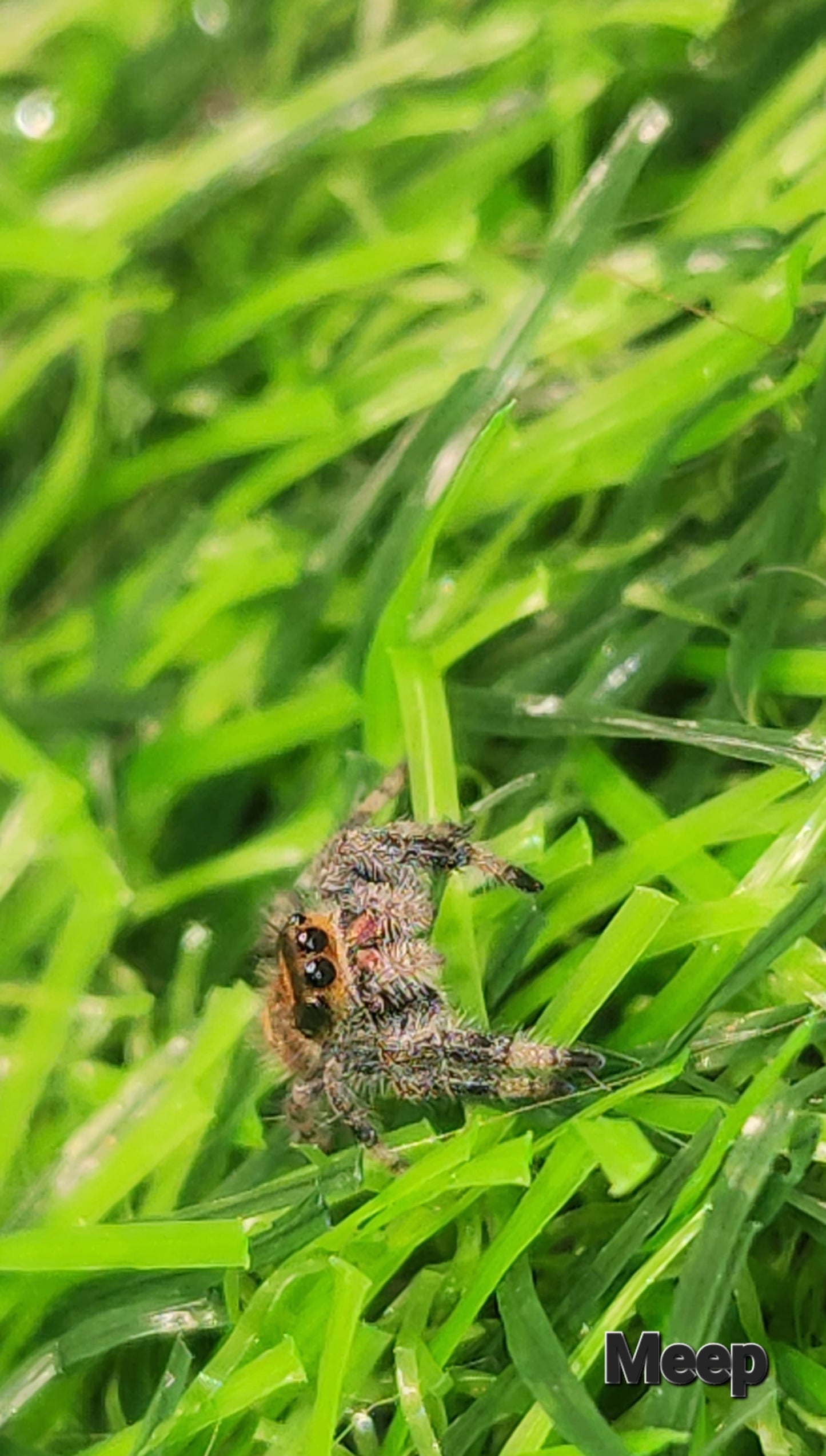 MEEP - Phidippus Regius Female