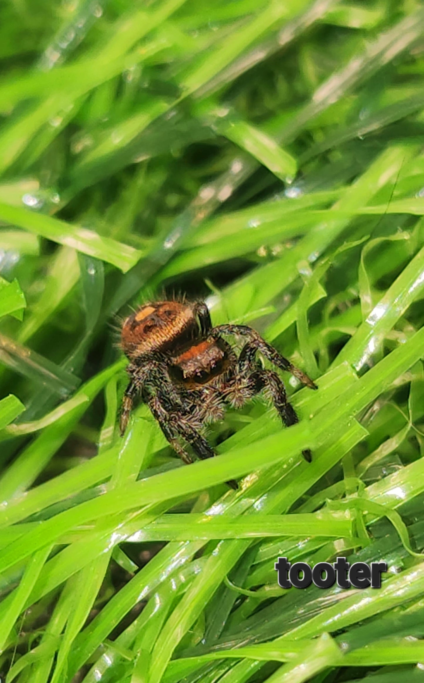 Tooter- Phidippus Reguis female