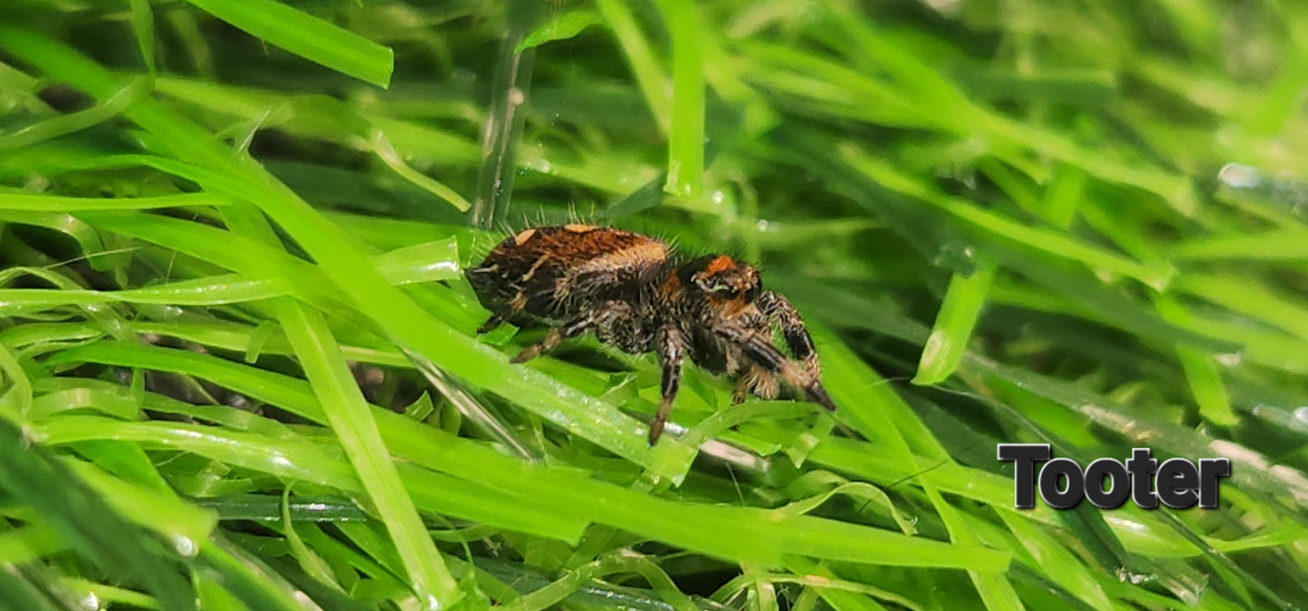Tooter- Phidippus Reguis female