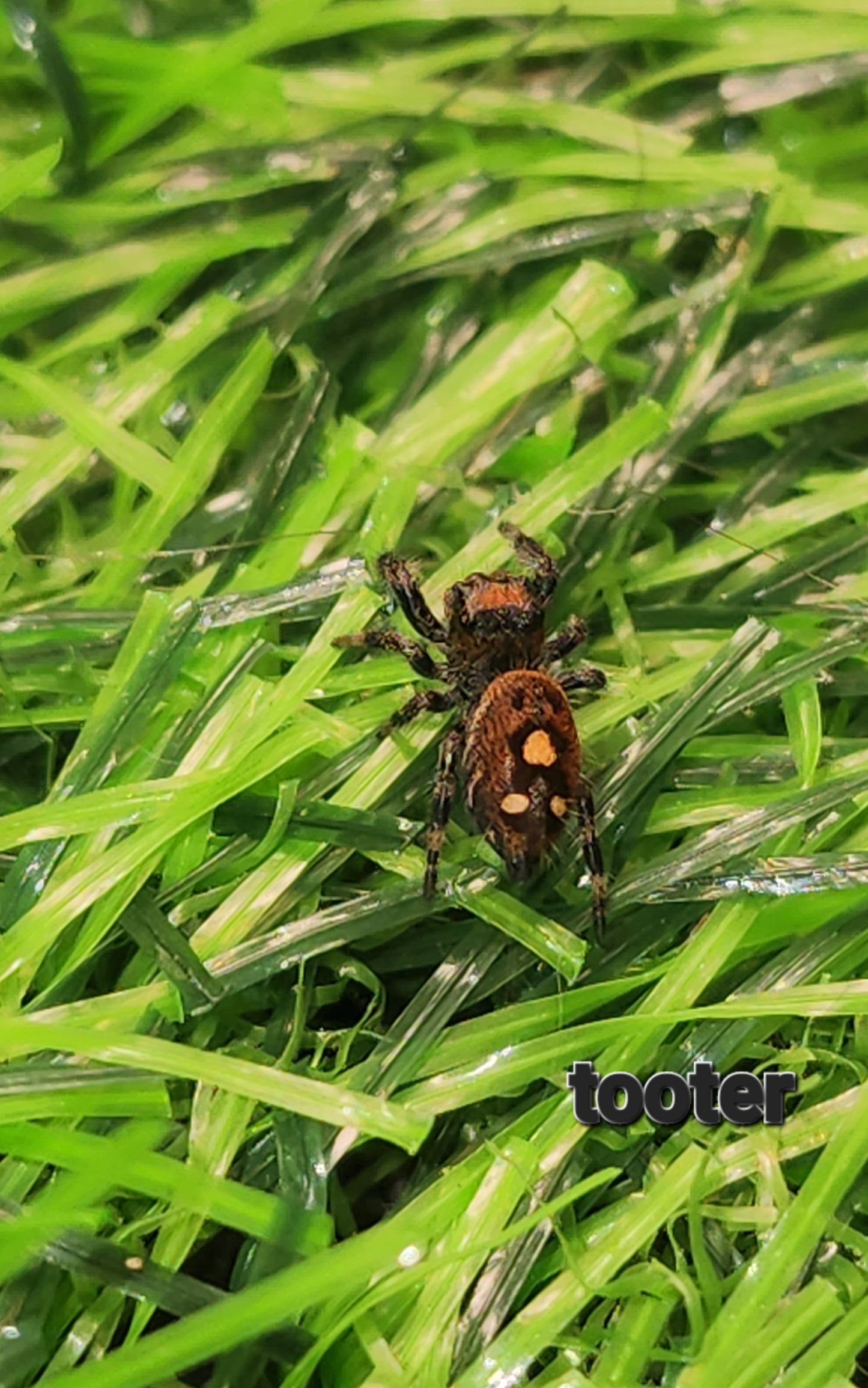 Tooter- Phidippus Reguis female