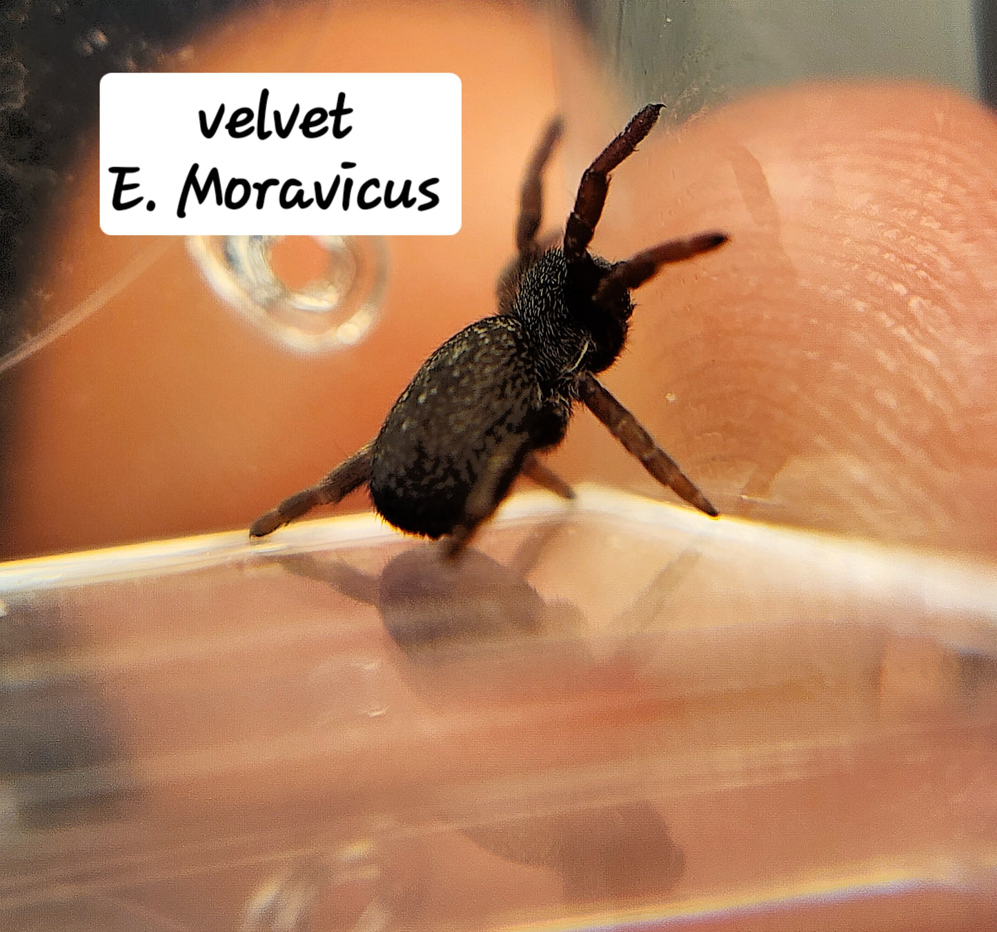 Eresus Moravicus ( Velvet Spider)