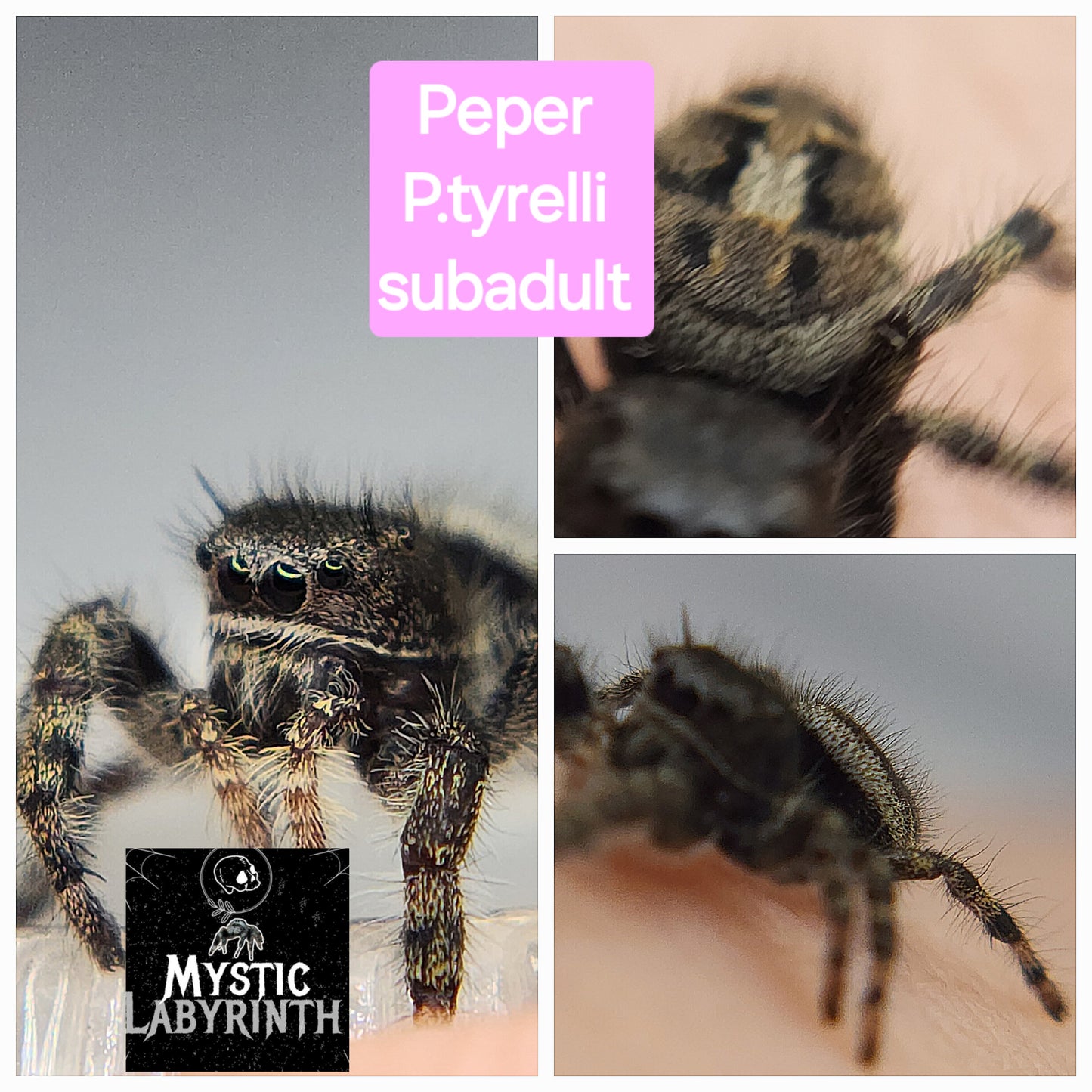 Peper- P.tyrelli
