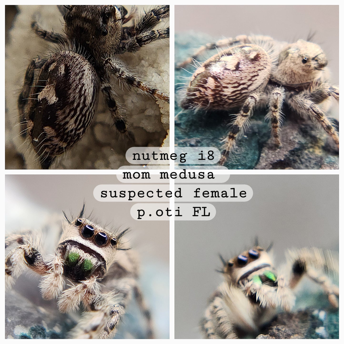 Nugmeg- P. Otiosus