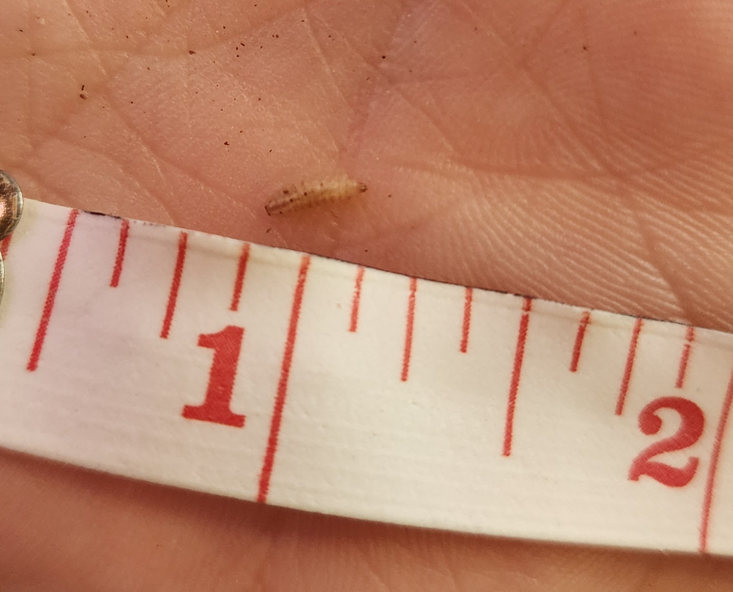 Black Soldier Fly Larva