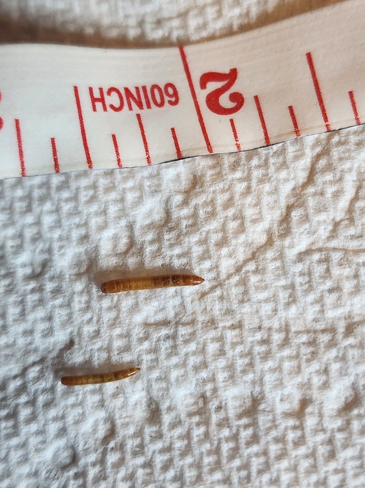 Mealworms