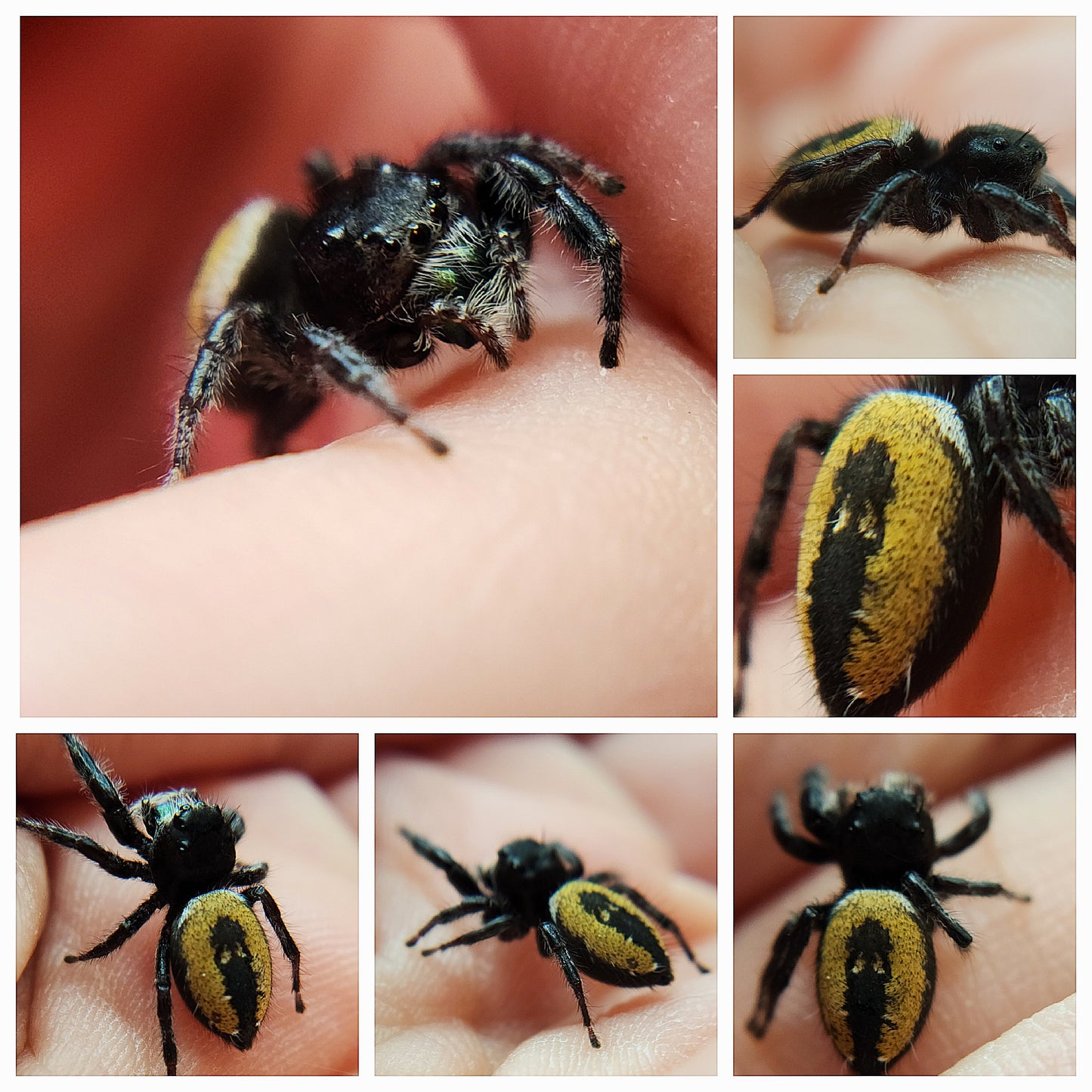 Toadie - P.carneus