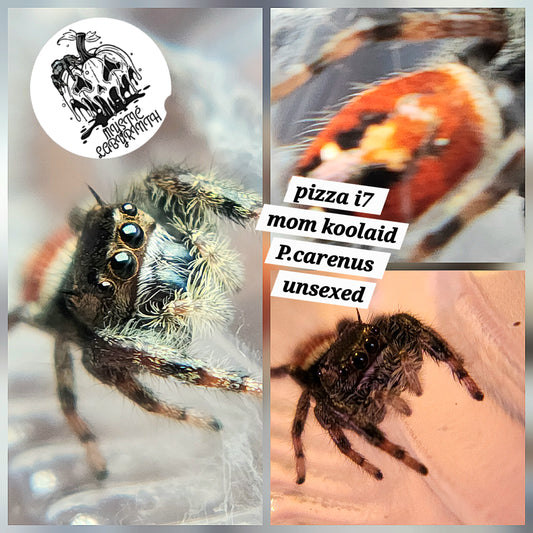 Pizza- P.carneus