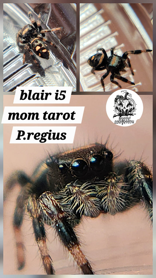 Blair- P.regius