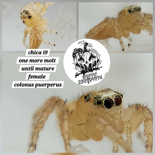 Chica- C. Puerperus