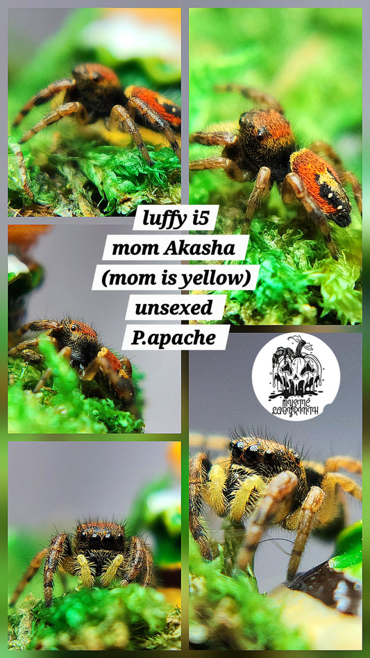 Shaggie- P.regius