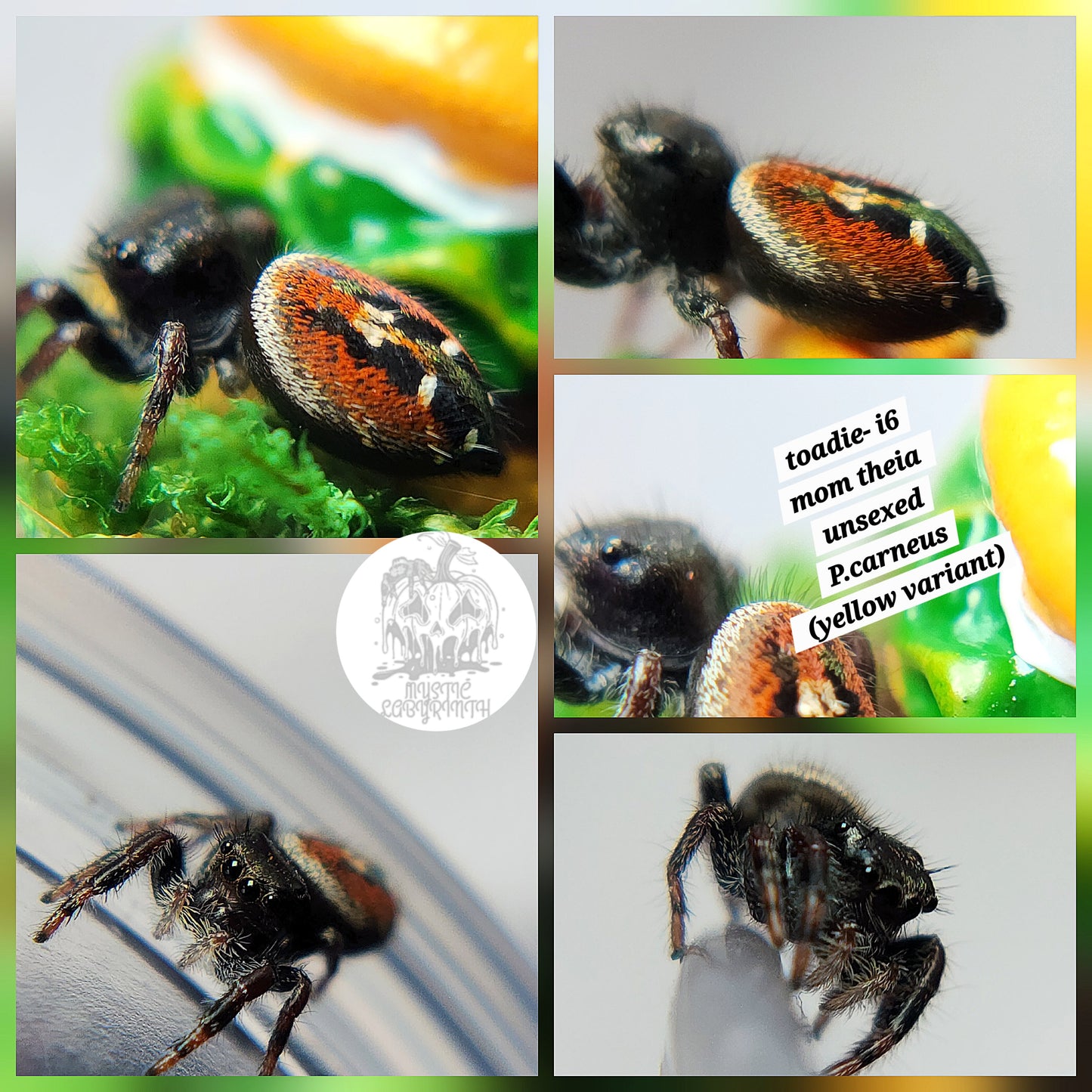 Toadie - P.carneus