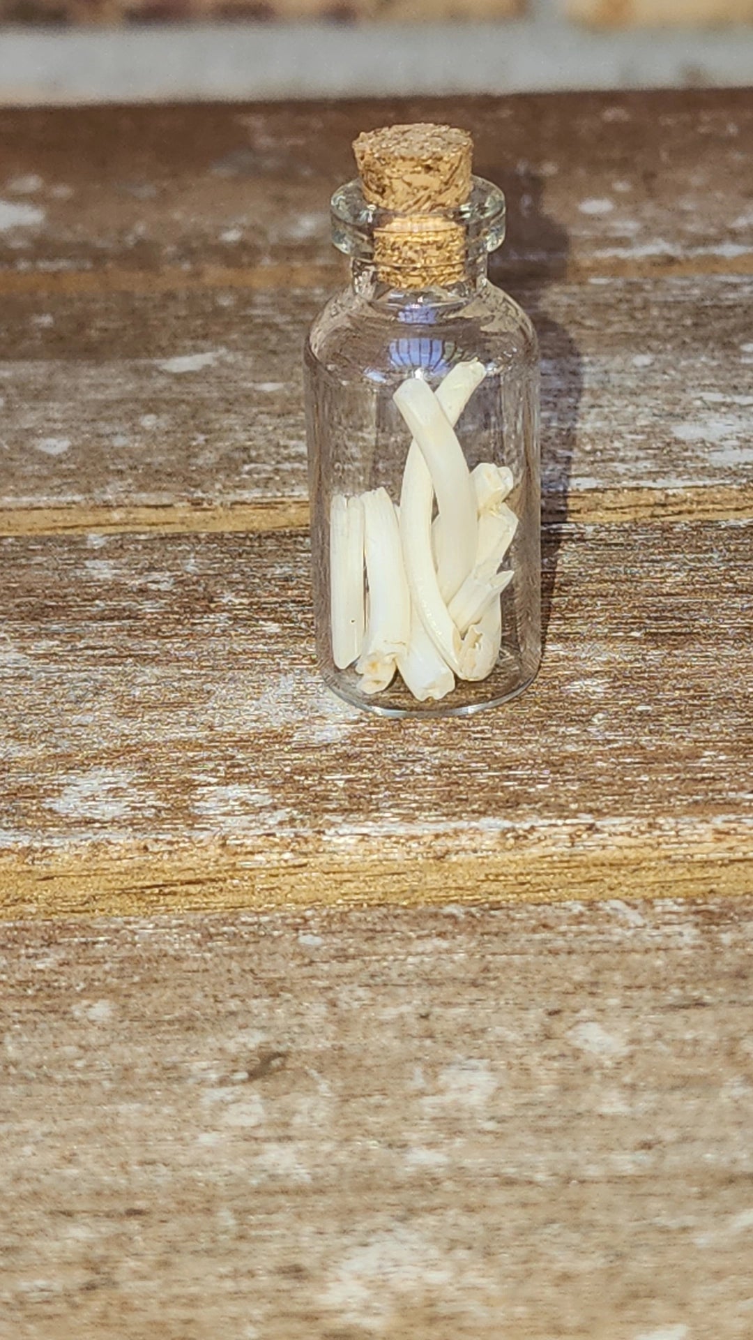 Jar of Rabbit Teeth