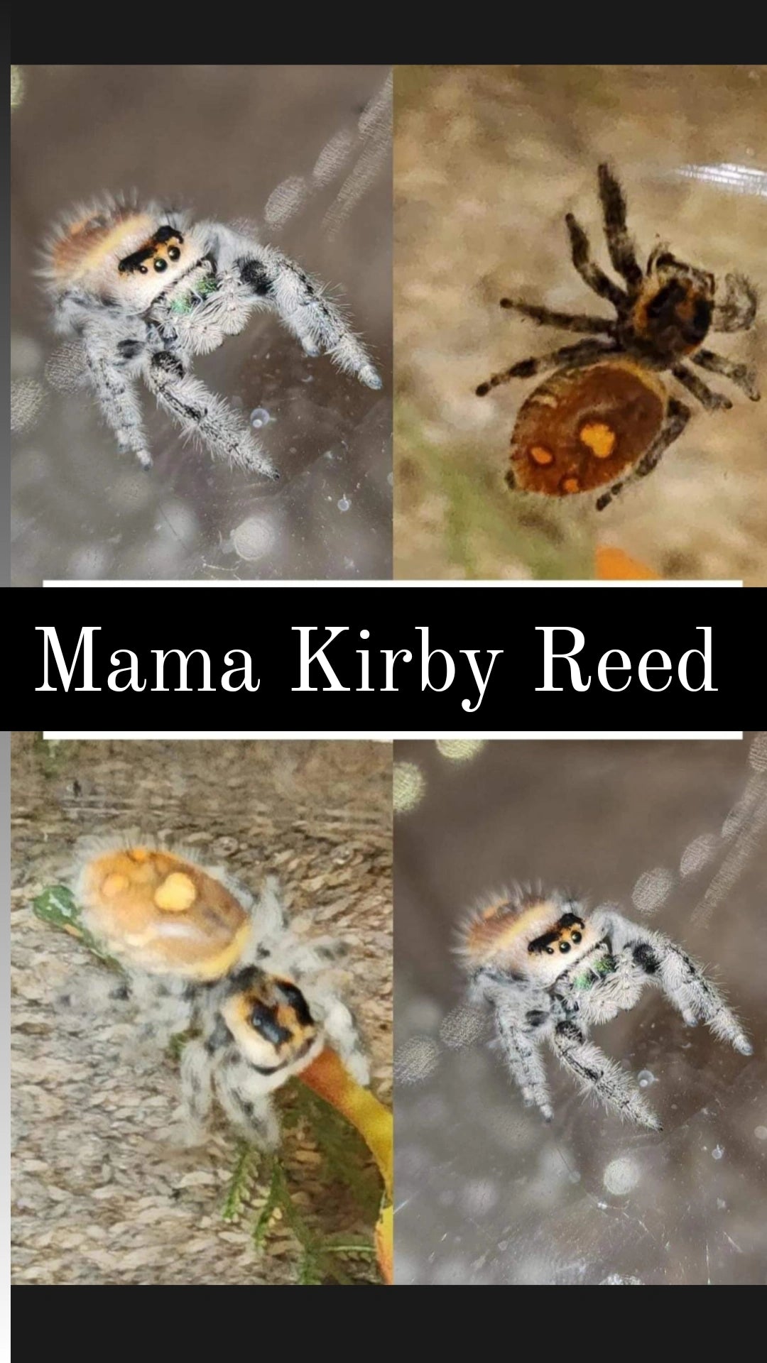 Judith Myer- Phidippus Reguis Female
