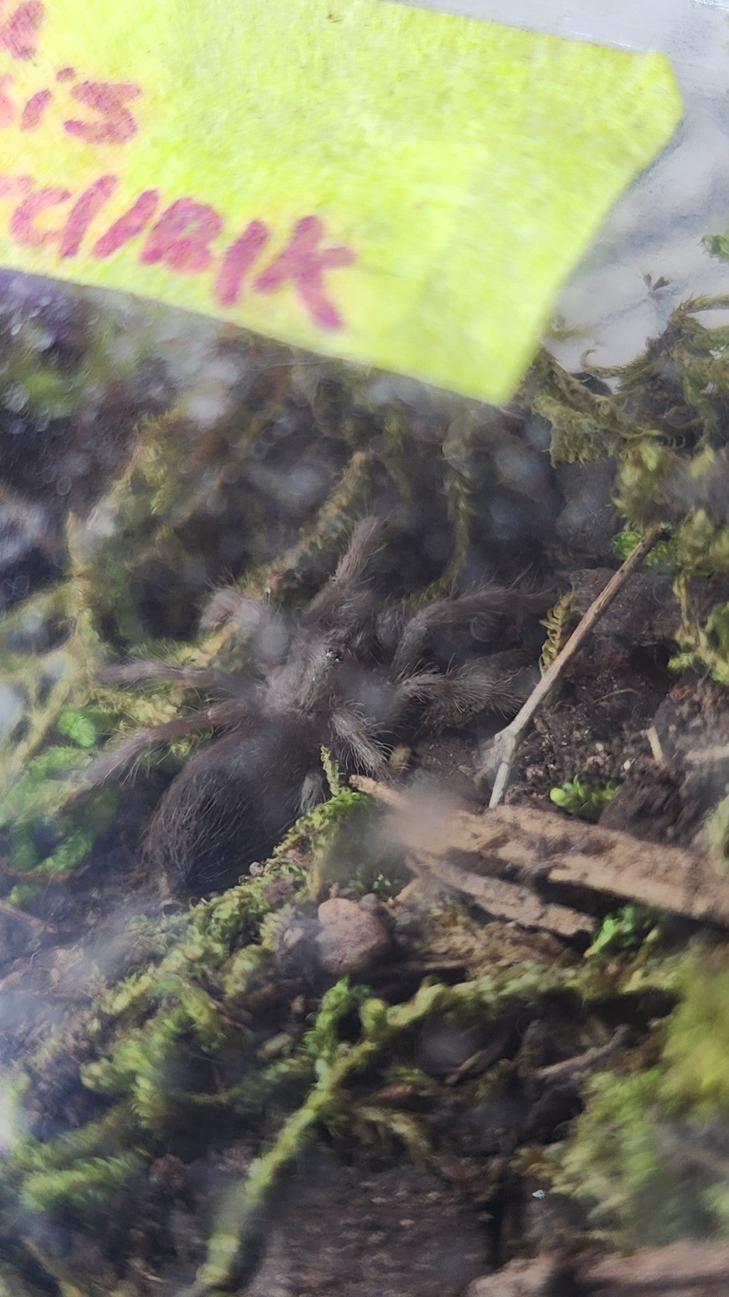 Nhandu carapoensis, or the Brazilian Red tarantula 1"