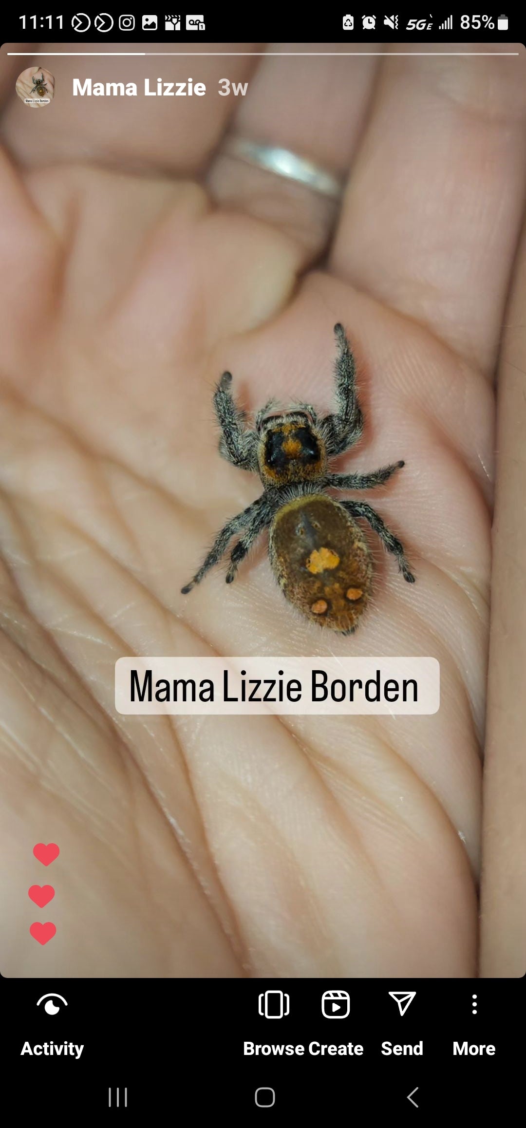 Mikey- Phidippus Reguis Male